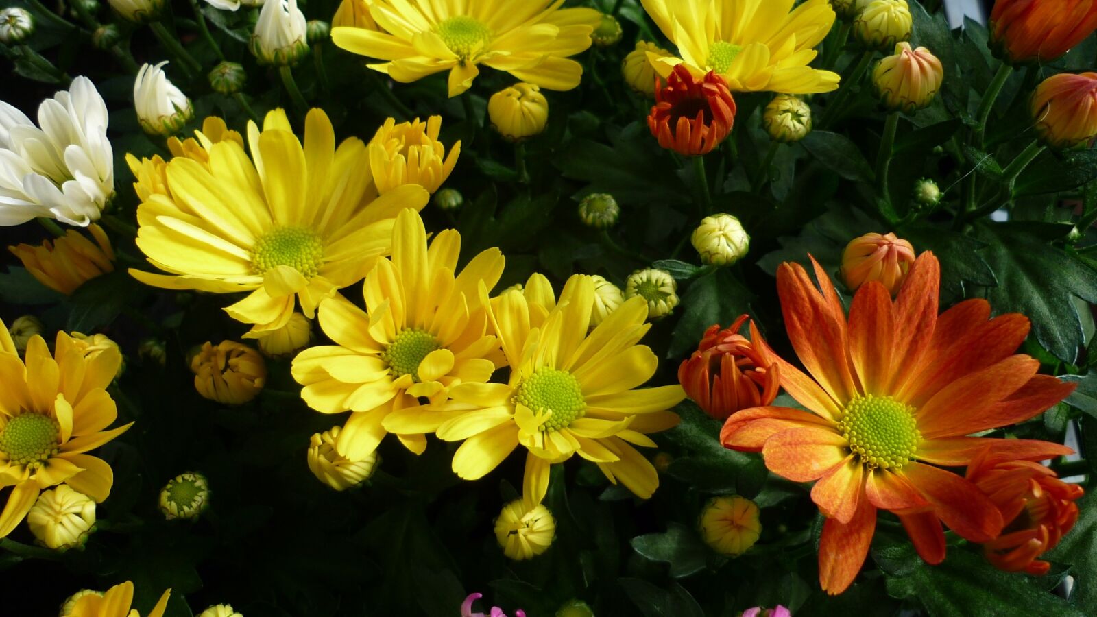 Panasonic Lumix DMC-FS6 sample photo. Asters, flower, colorful photography