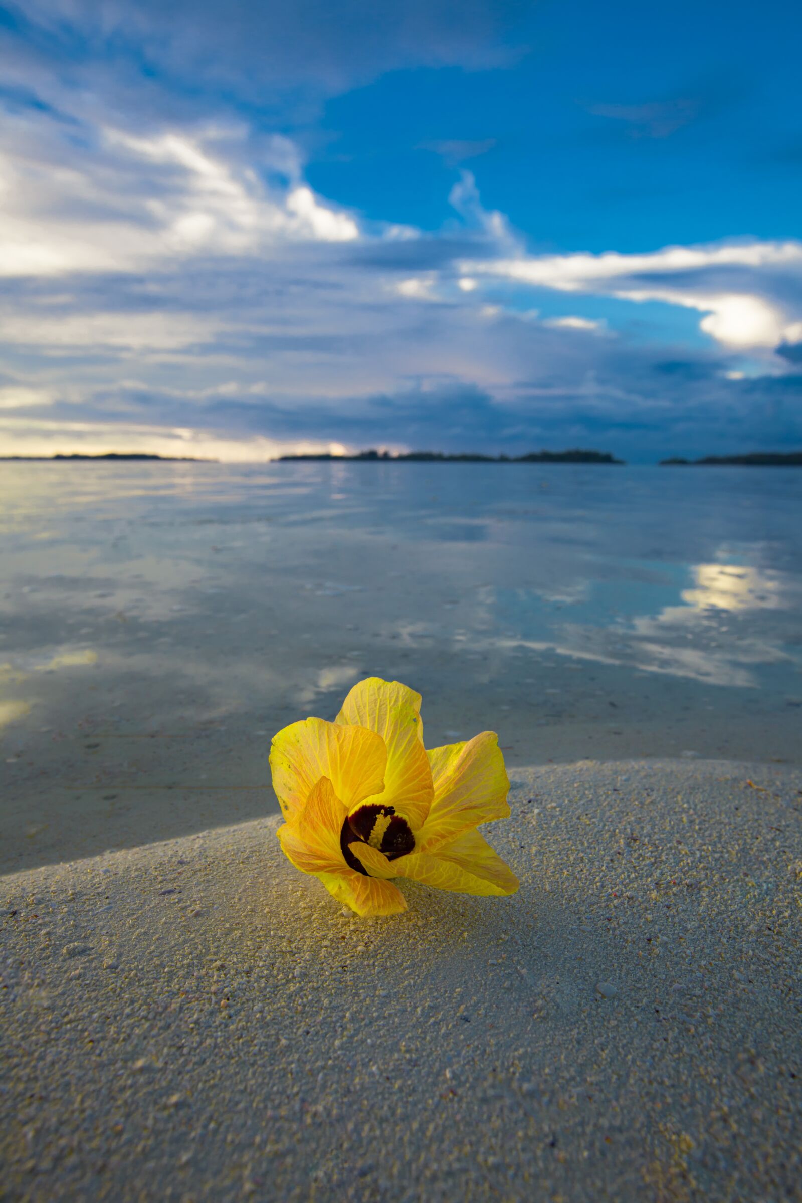 Canon EOS 5D Mark II sample photo. Landscape, natural, flowers photography