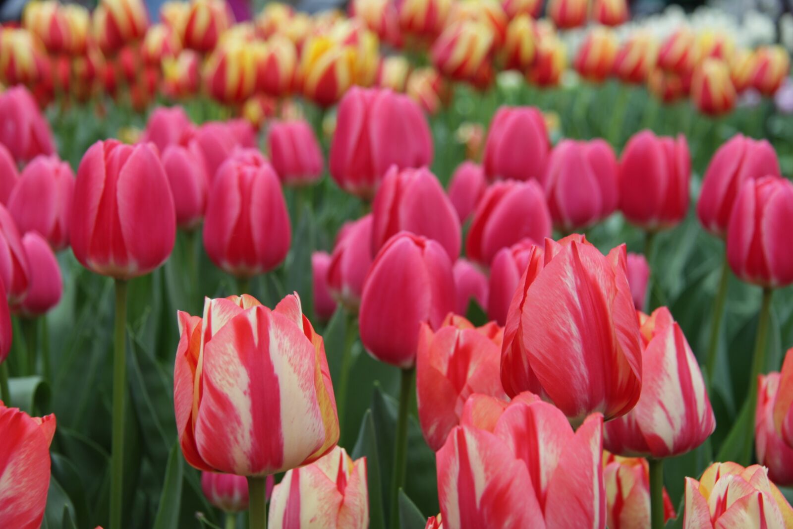 Canon EF-S 17-85mm F4-5.6 IS USM sample photo. Tulips, keukenhof, lisse photography