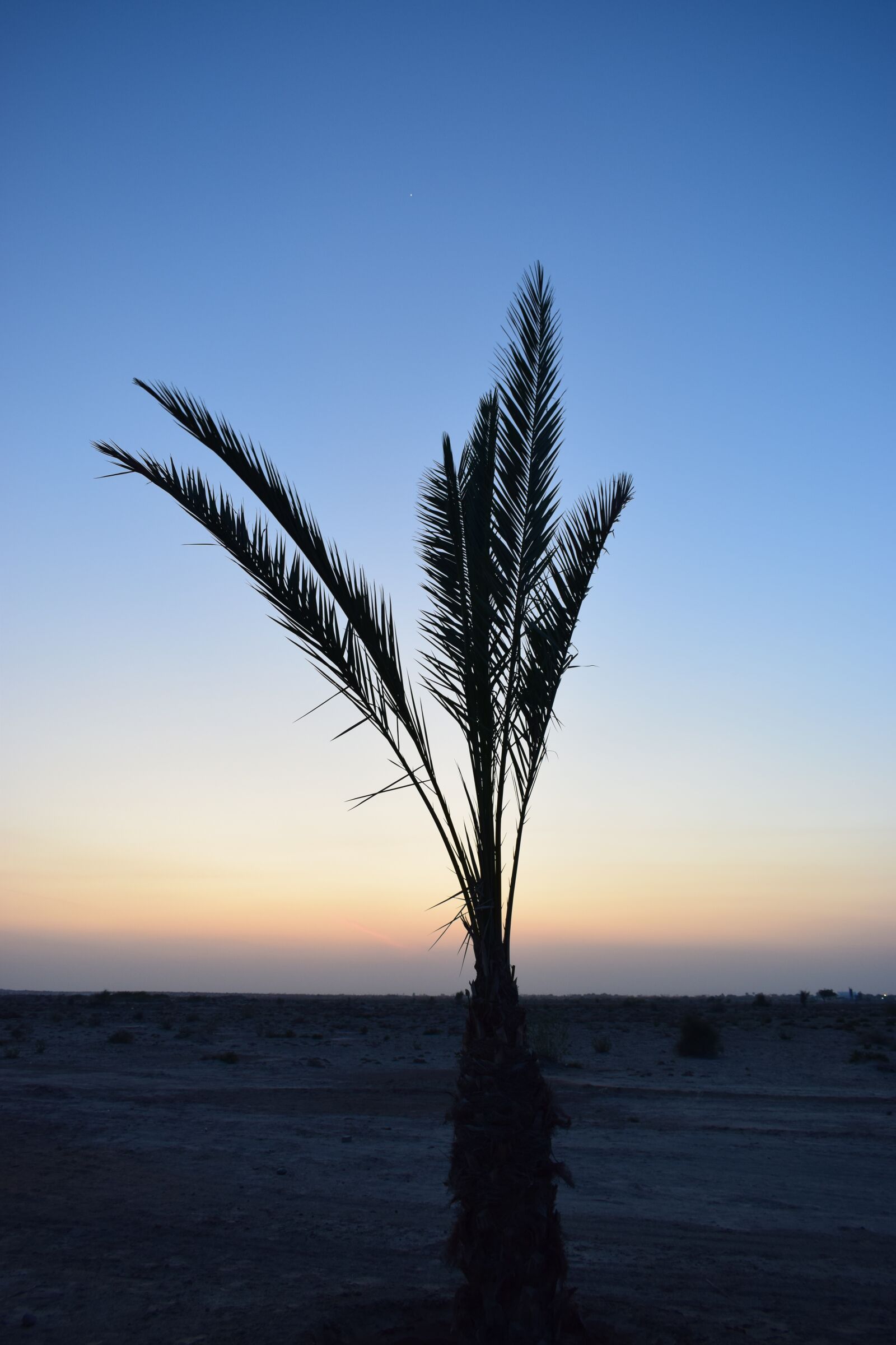 Nikon D5300 sample photo. Palm, desert, oasis photography