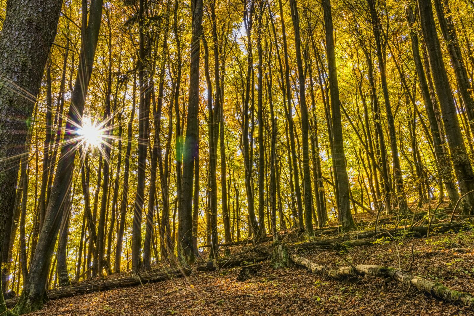 Sony a6300 + Sigma 30mm F2.8 EX DN sample photo. Sun stone, forest, sunbeam photography