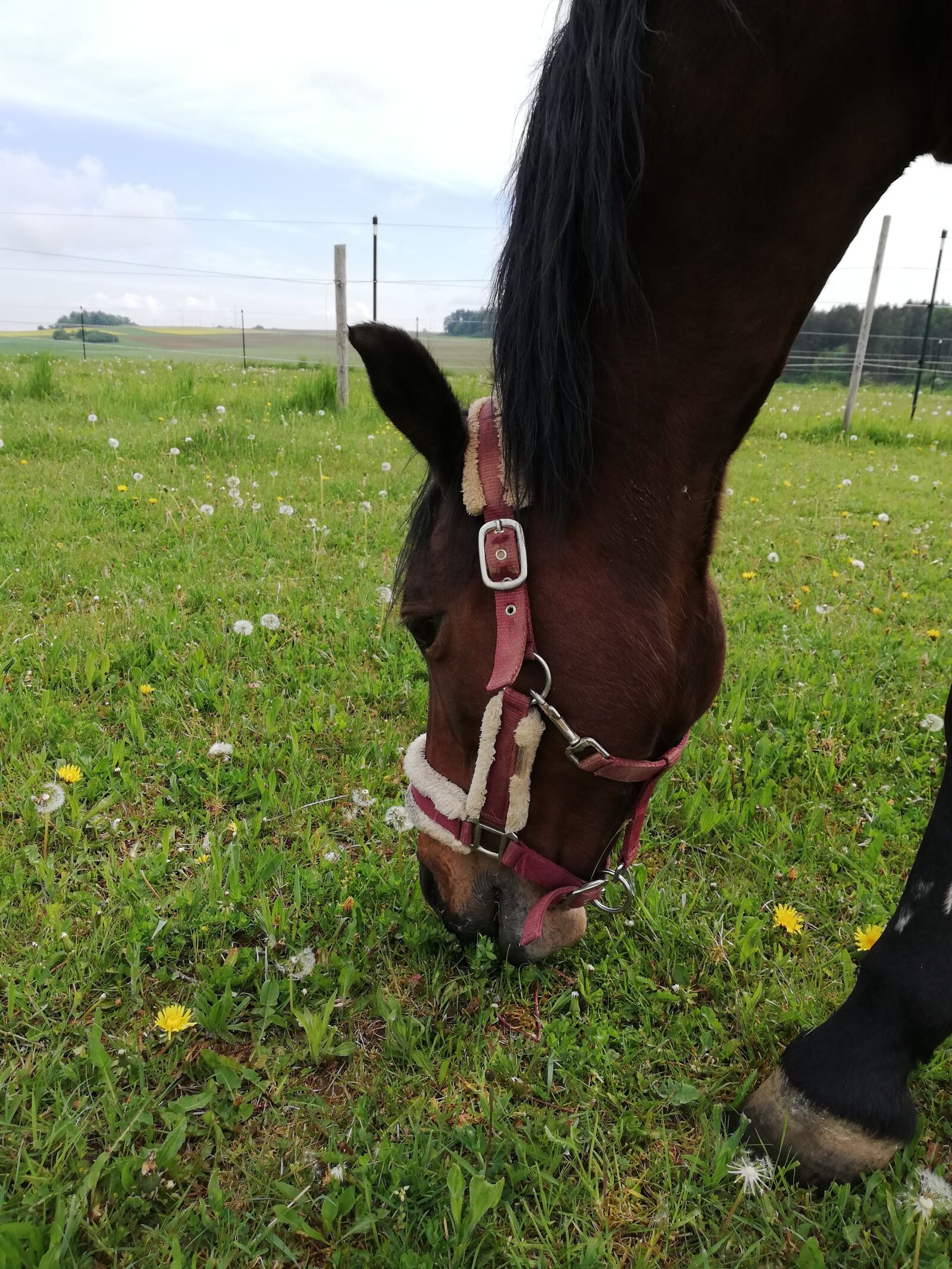 HUAWEI P20 lite sample photo. Horse, pony, pasture photography