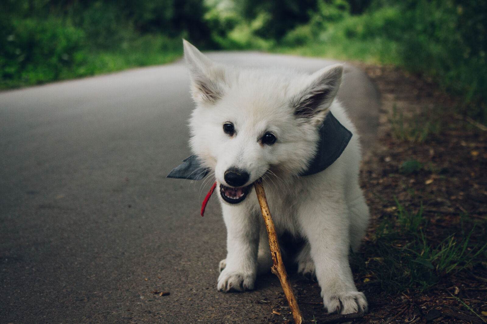 Canon EOS 700D (EOS Rebel T5i / EOS Kiss X7i) sample photo. Animal, canine, dog, pet photography