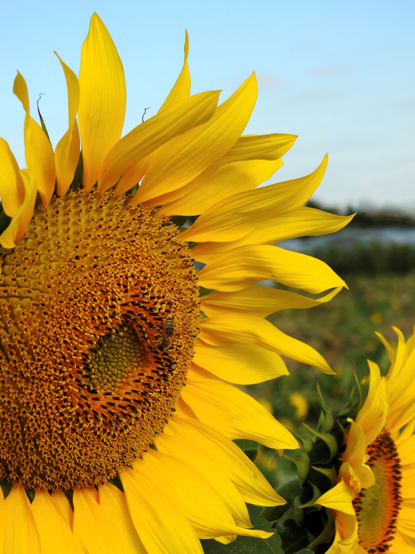 Nikon Coolpix P900 sample photo. Flower, sunflower, yellow photography
