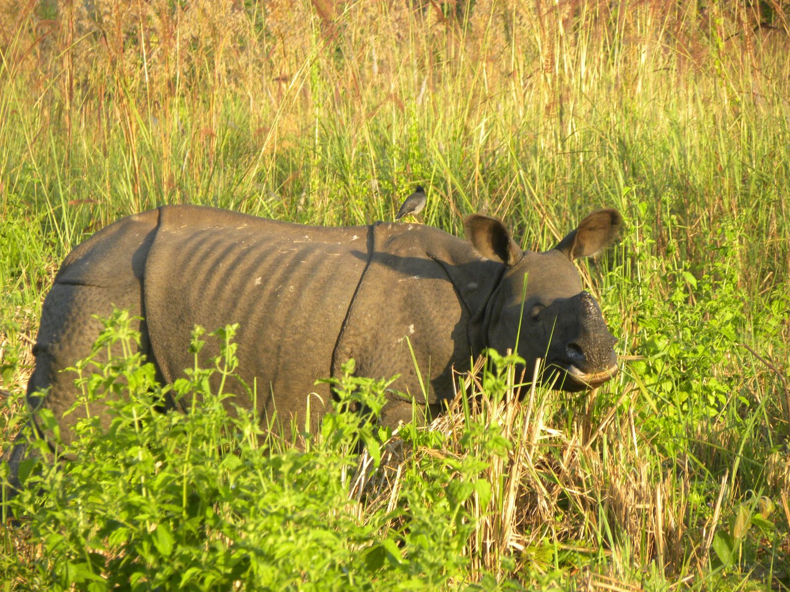 Nikon Coolpix P90 sample photo. A sub-adult male, indian photography