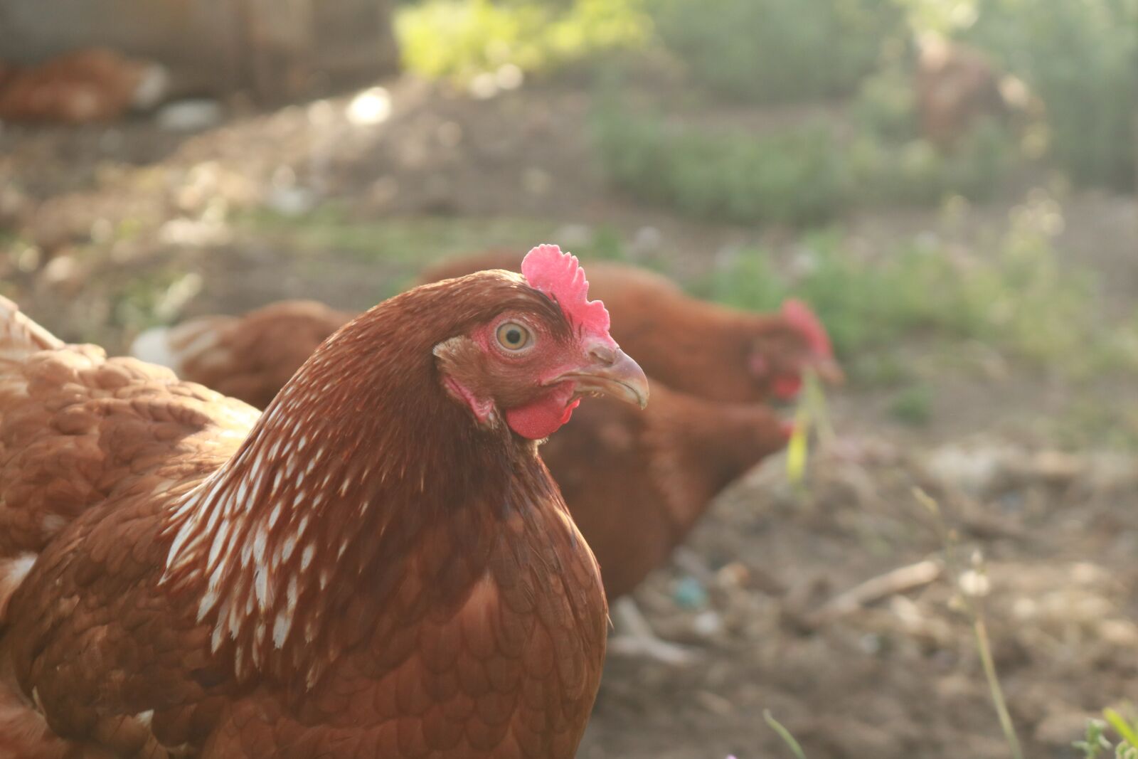 Canon EOS 750D (EOS Rebel T6i / EOS Kiss X8i) sample photo. The hen, the sun photography