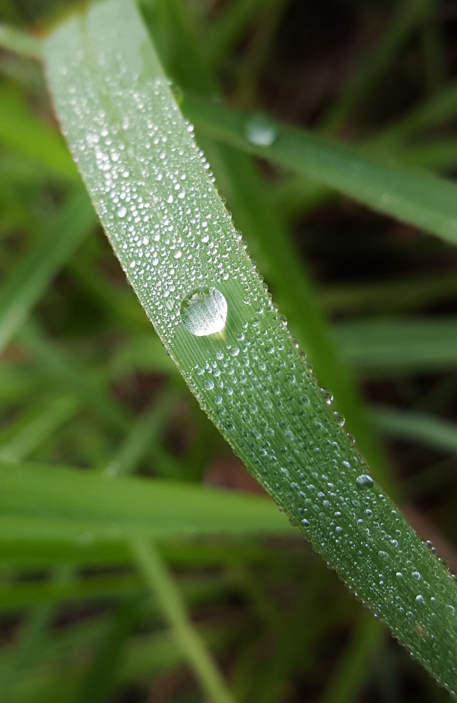 Samsung Galaxy Note5 sample photo. Grass, blade of grass photography