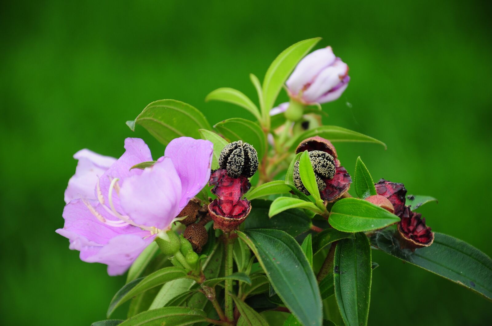Nikon D90 sample photo. Melastoma, purple, flower photography