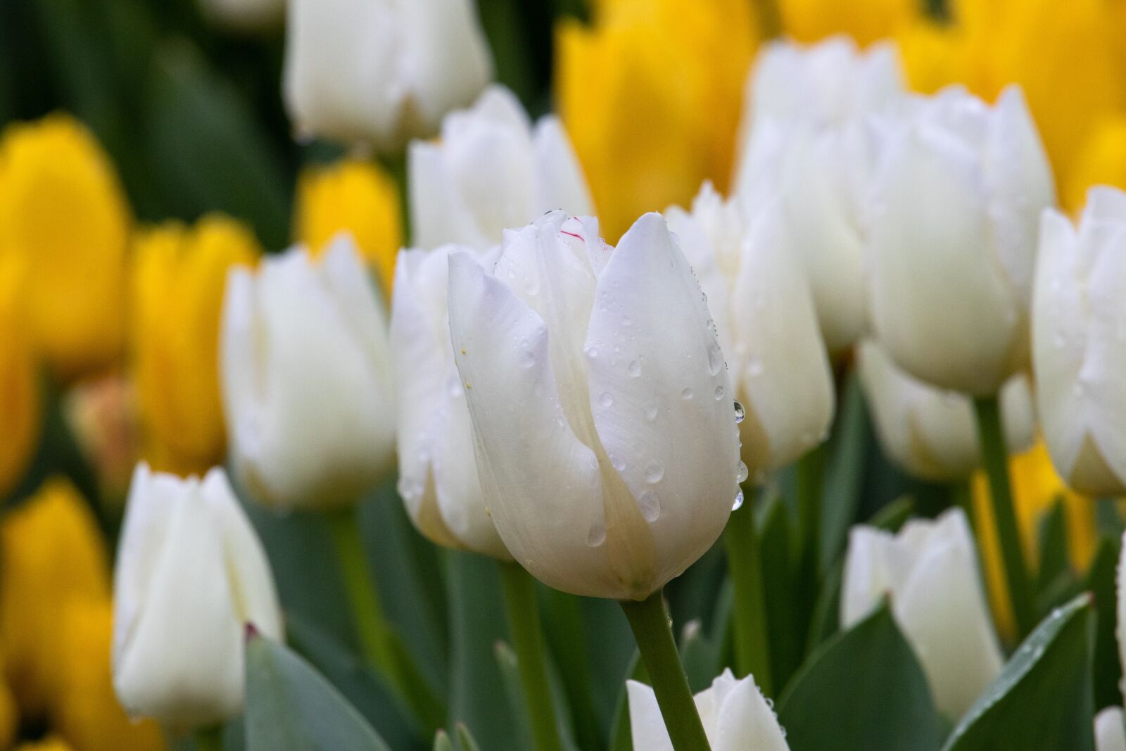 Canon EF-S 55-250mm F4-5.6 IS STM sample photo. Tulips, tulip, flower photography
