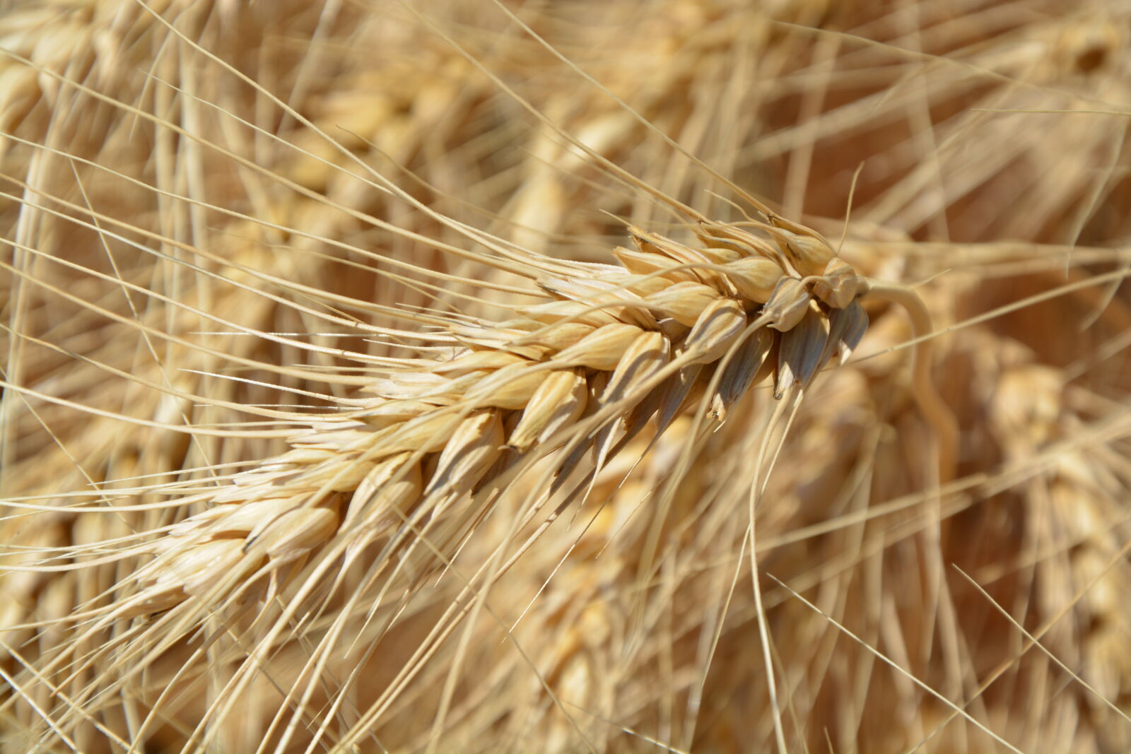 Nikon D5200 sample photo. Wheat, plant, field, agriculture photography