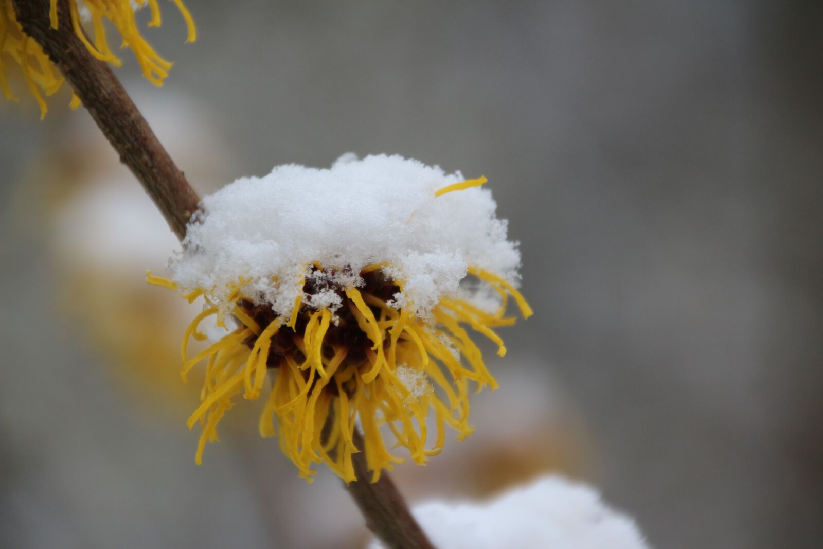 Canon EOS 650D (EOS Rebel T4i / EOS Kiss X6i) sample photo. Snow, plant, nature photography