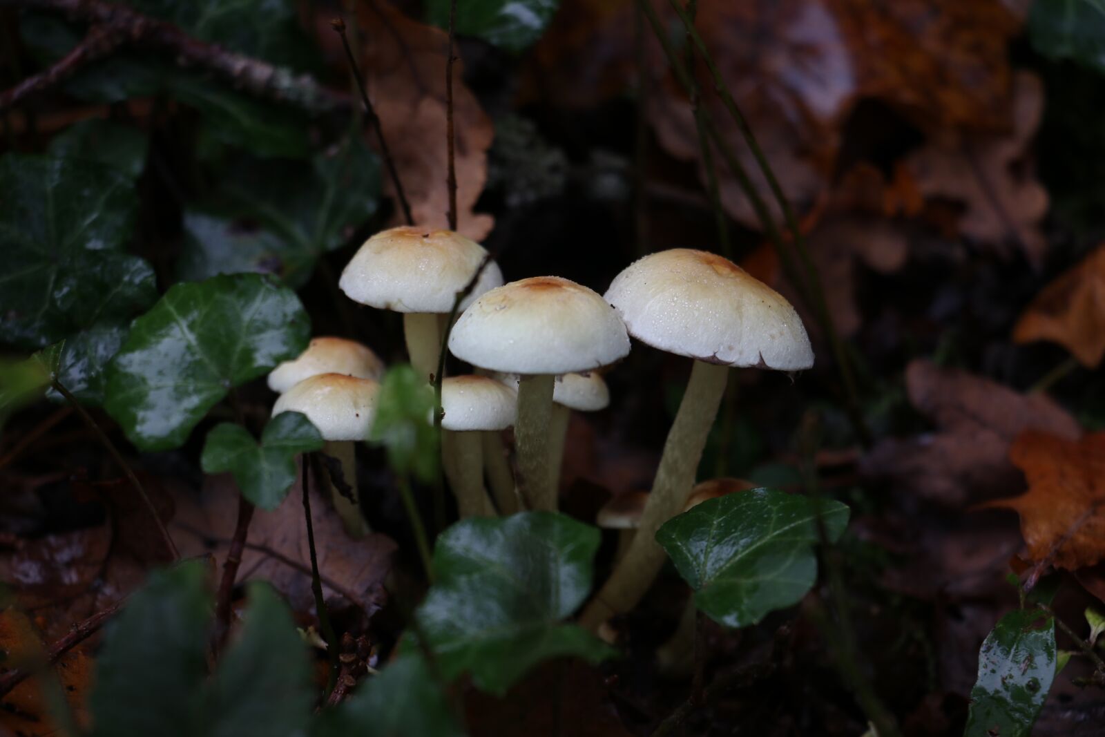 Canon EF-S 18-135mm F3.5-5.6 IS USM sample photo. Mushrooms, autumn, nature photography