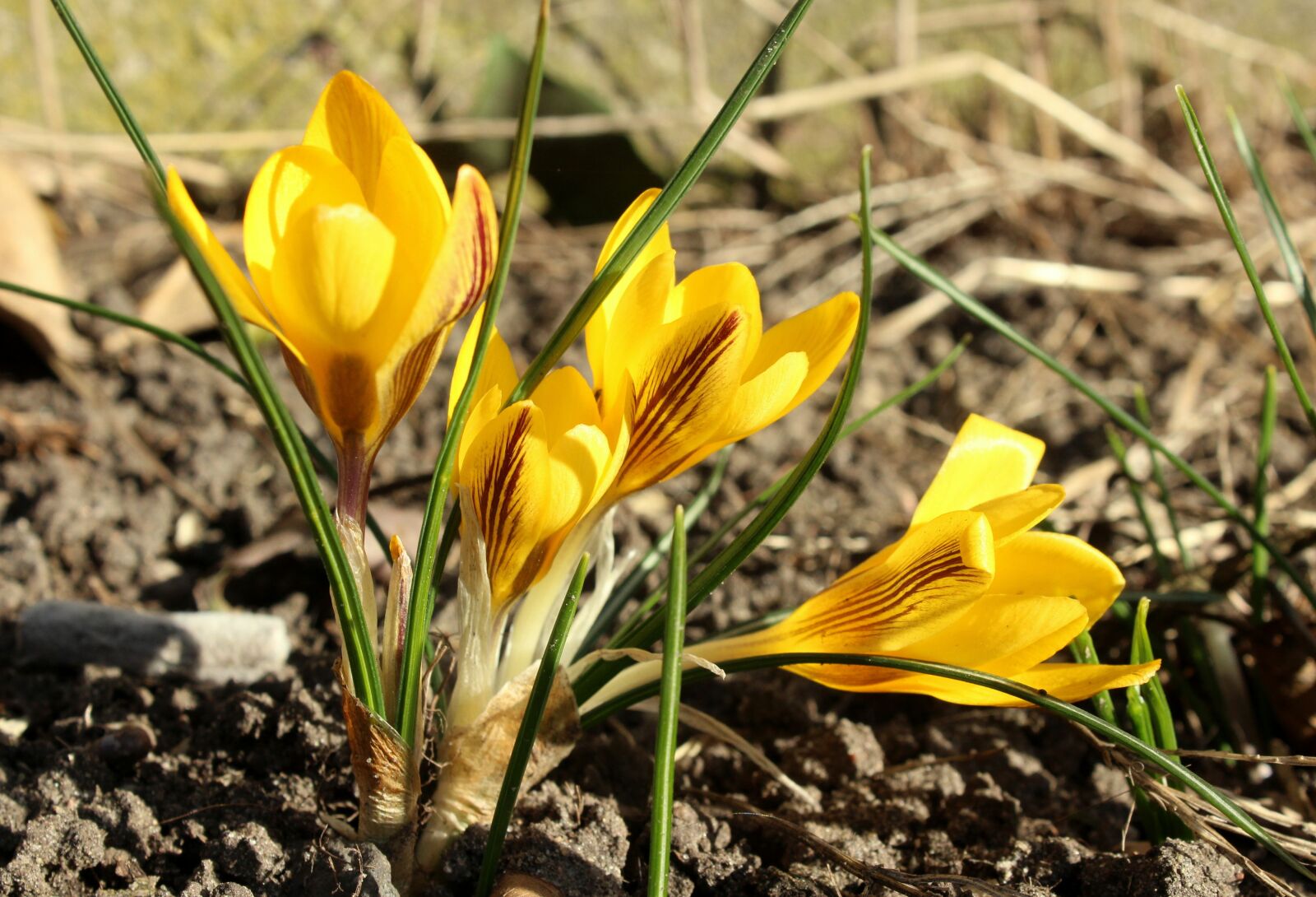 Canon EOS 1200D (EOS Rebel T5 / EOS Kiss X70 / EOS Hi) sample photo. Crocus, yellow flowers, early photography