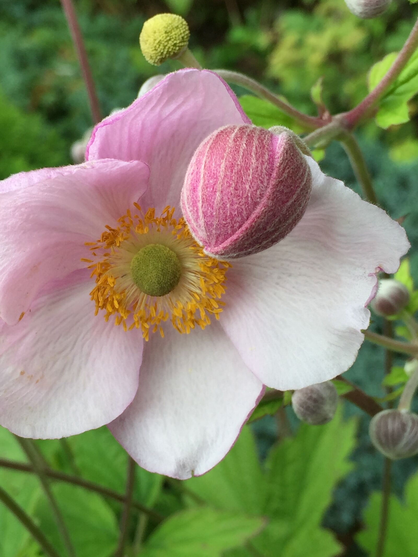 Apple iPhone 6 sample photo. Cranesbill, flower, pink photography