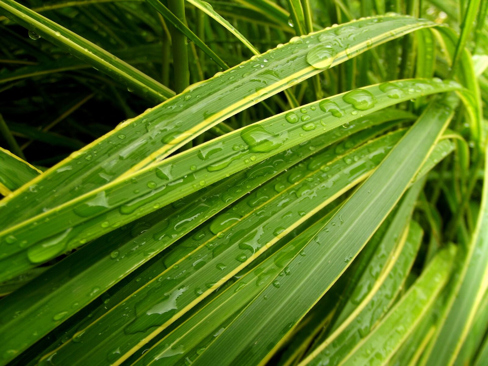FujiFilm FinePix S2950 (FinePix S2990) sample photo. Green, grass, drop photography