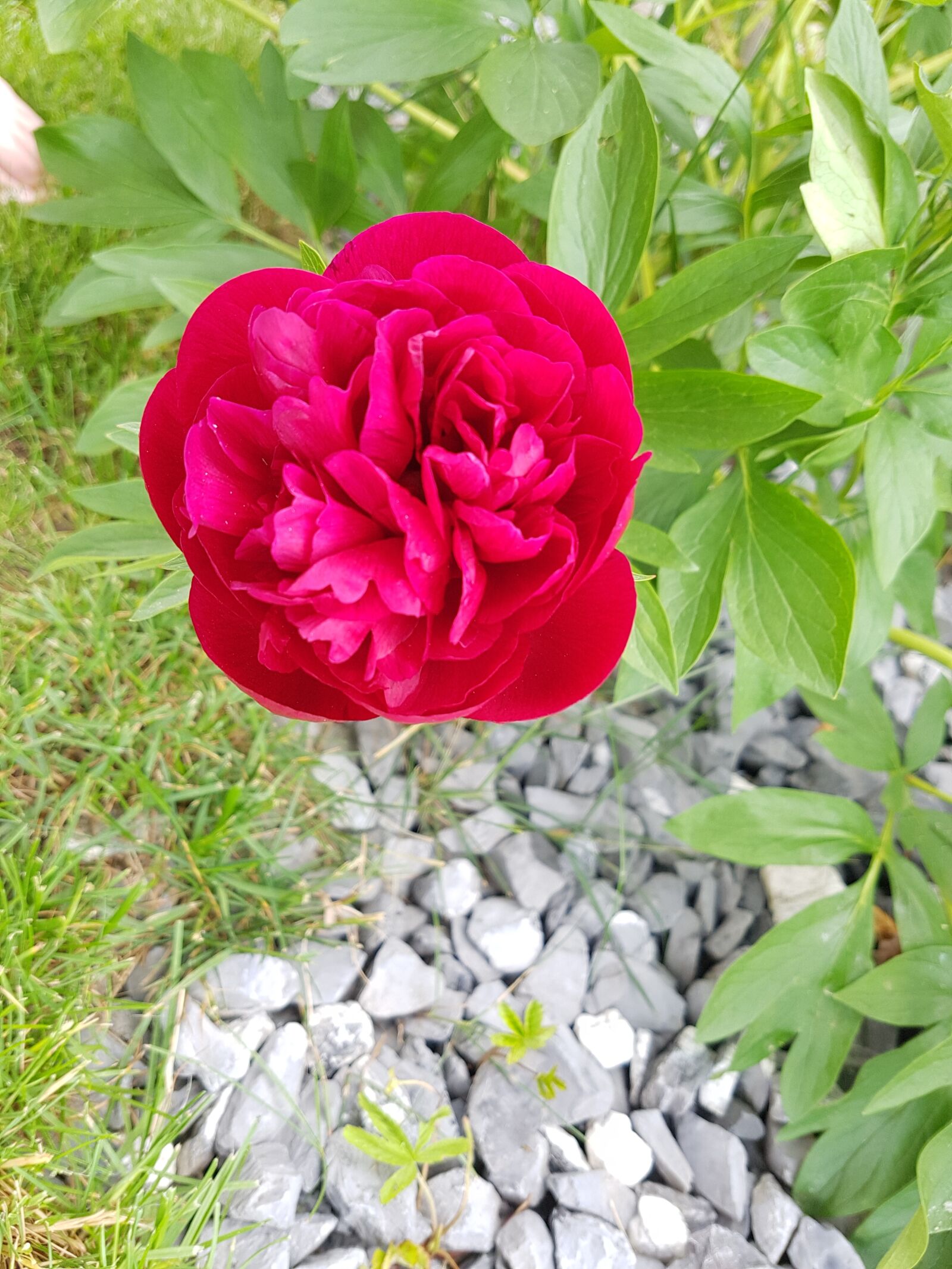 Samsung Galaxy S7 Edge sample photo. Flower, rose, blossom photography