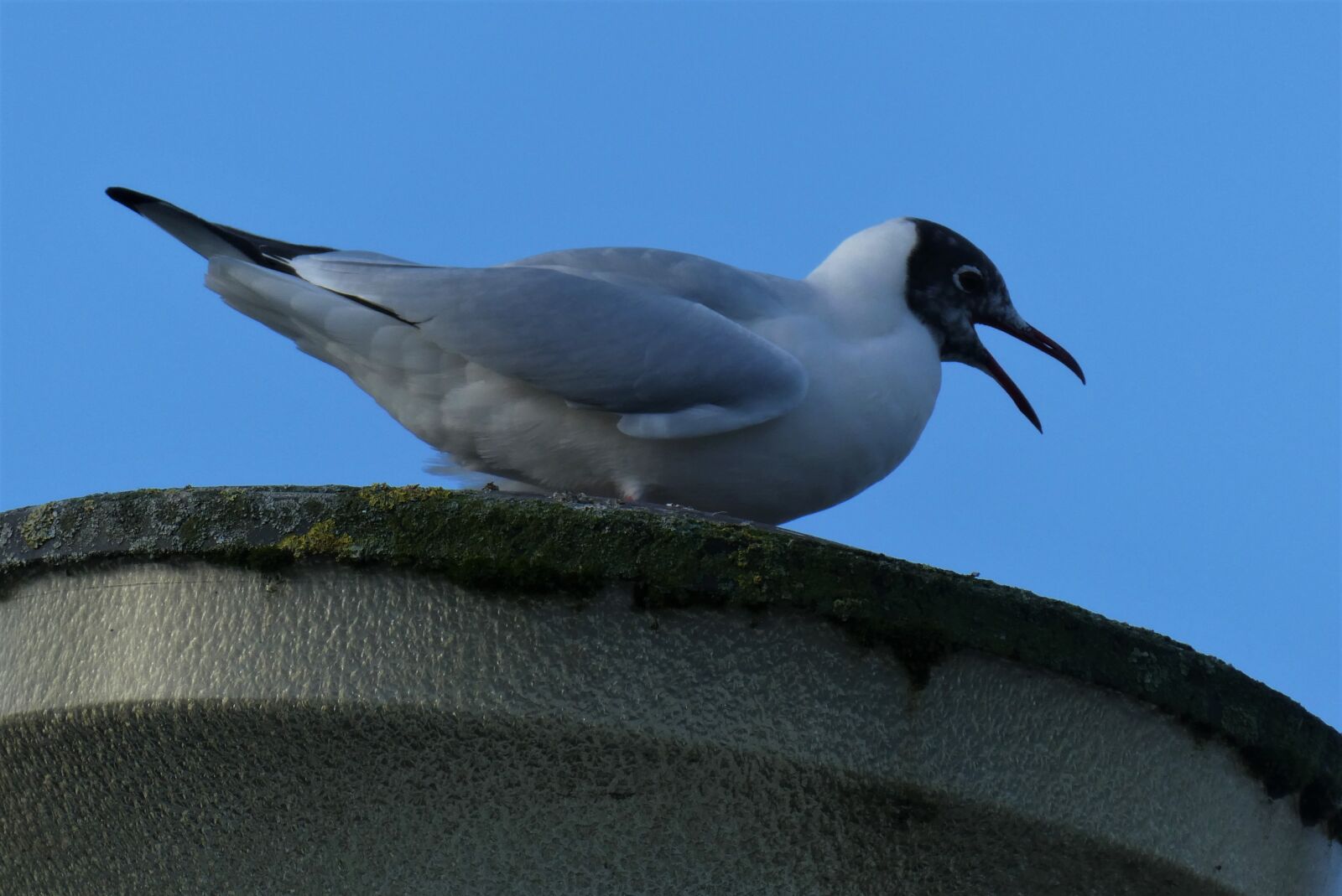 Panasonic Lumix DC-ZS70 (Lumix DC-TZ90) sample photo. Black-headed gull, seagull, bird photography