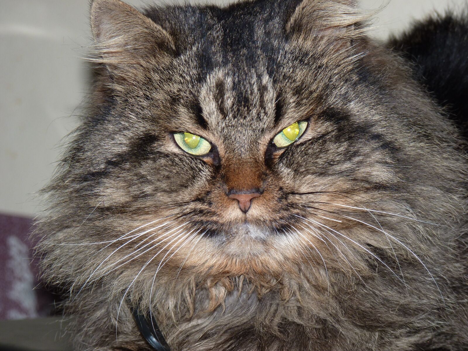 Panasonic Lumix DMC-FZ35 (Lumix DMC-FZ38) sample photo. Cat, animals, cat face photography