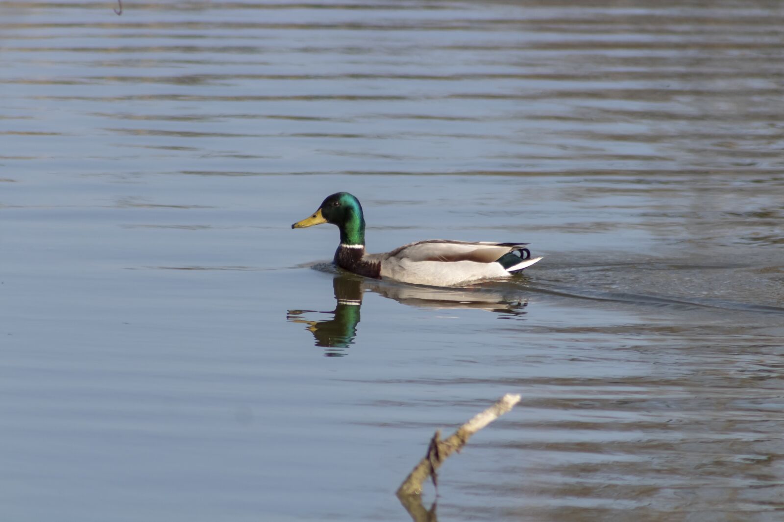 Canon EF75-300mm f/4-5.6 sample photo. Wild ducks, teal, duck photography