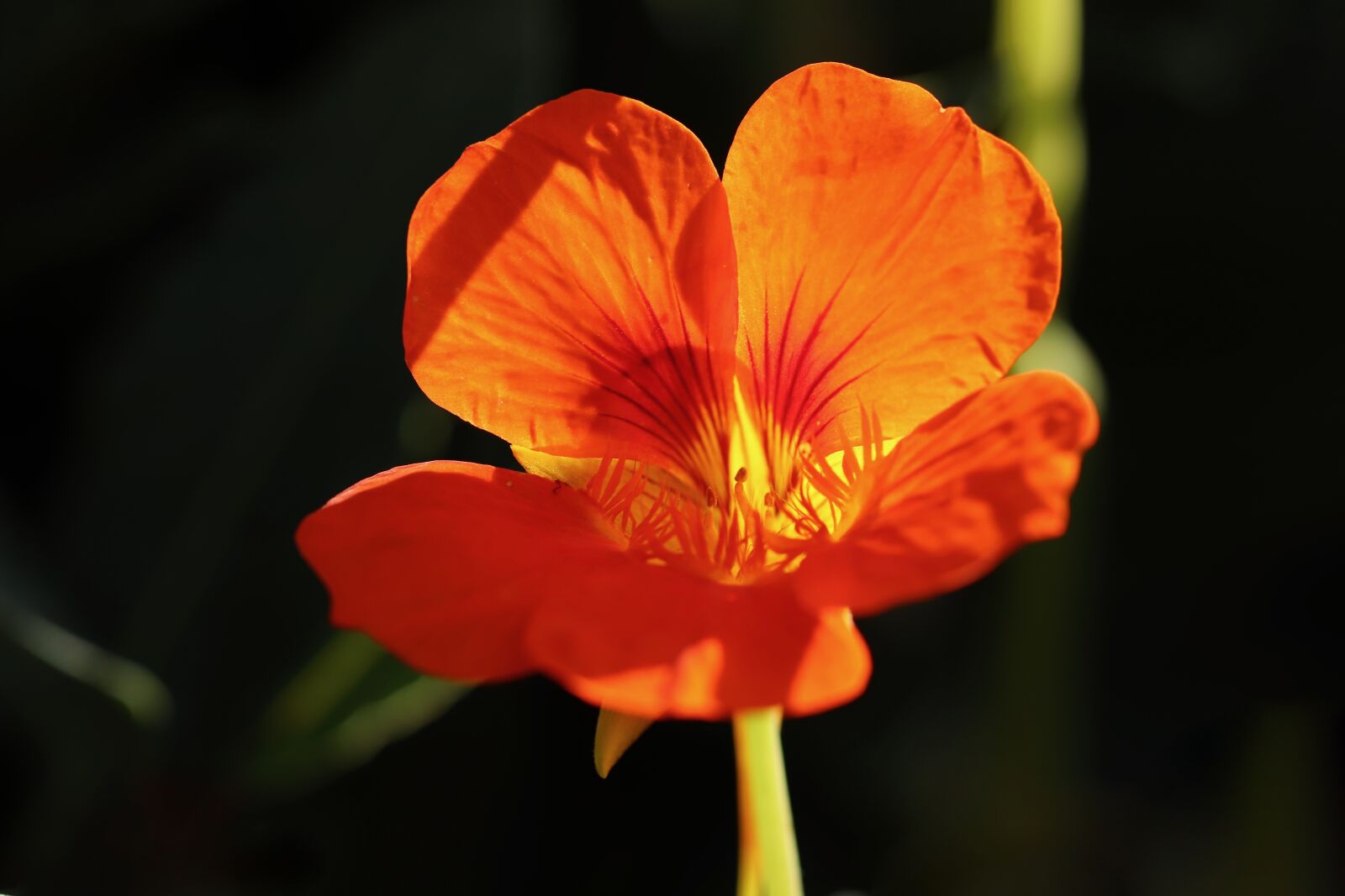 Canon EOS 800D (EOS Rebel T7i / EOS Kiss X9i) sample photo. Nasturtium, tropaeolum majus, cress photography