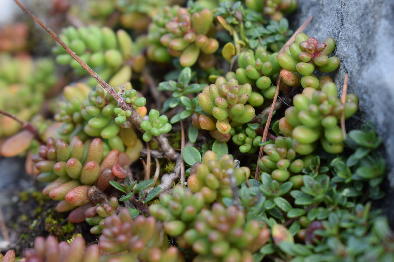 Nikon D3300 sample photo. White fat hen, sedum photography