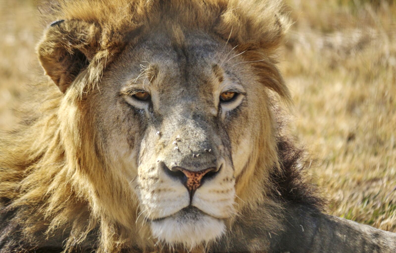 Canon EOS 100D (EOS Rebel SL1 / EOS Kiss X7) sample photo. Lion, male, africa photography