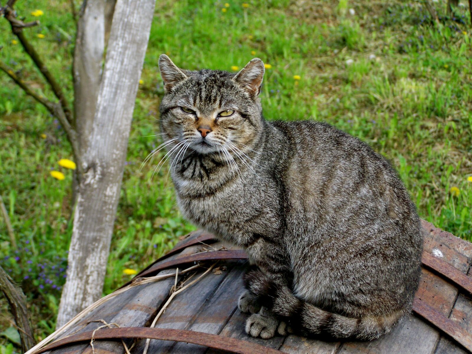 Kodak EASYSHARE ZD710 ZOOM DIGITAL CAMERA sample photo. Tabby kitten, cat, pets photography