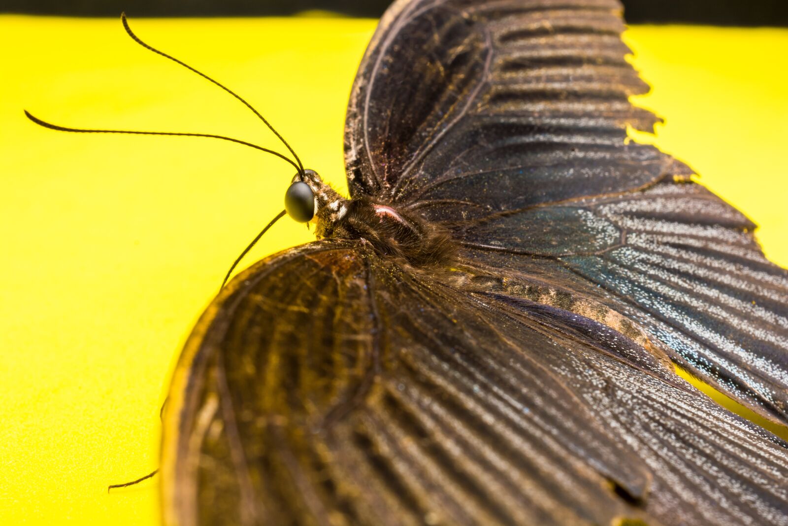 Nikon D5200 sample photo. Butterfly, insect photography