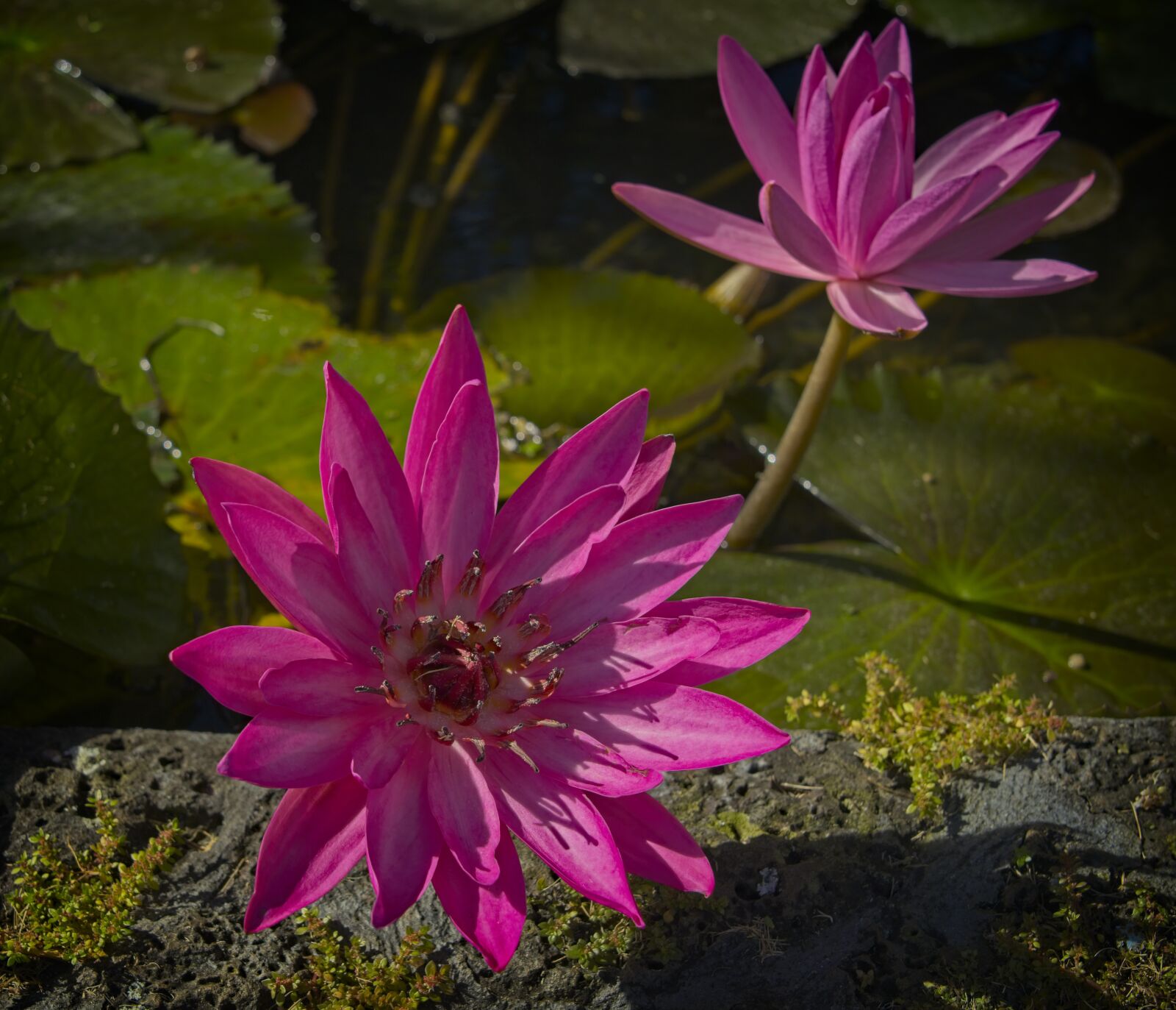 Sony a7 III + Sony FE 24-105mm F4 G OSS sample photo. Water lilies, pond, nymphaea photography