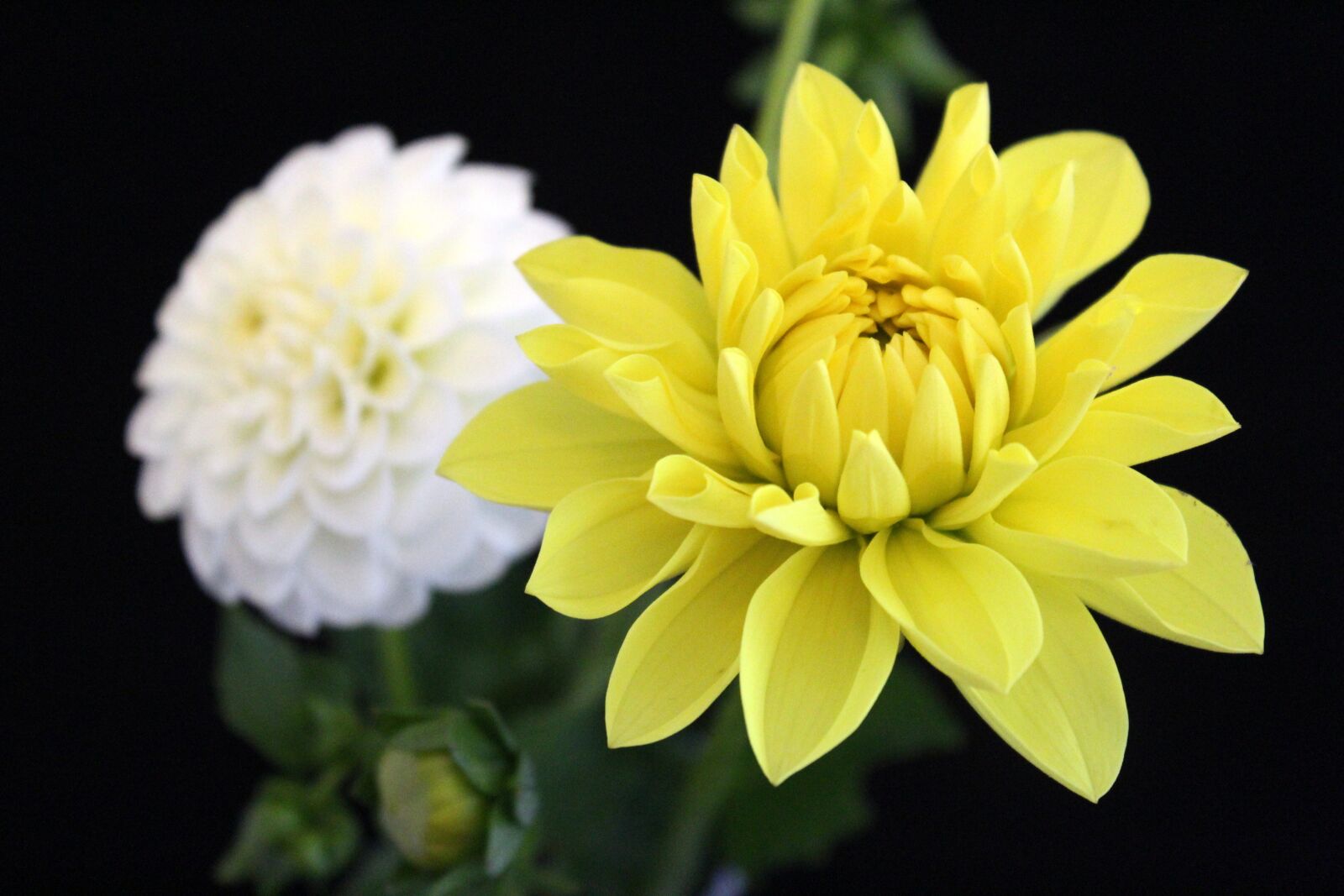 Canon EOS 1300D (EOS Rebel T6 / EOS Kiss X80) sample photo. Dahlia, yellow, flower photography