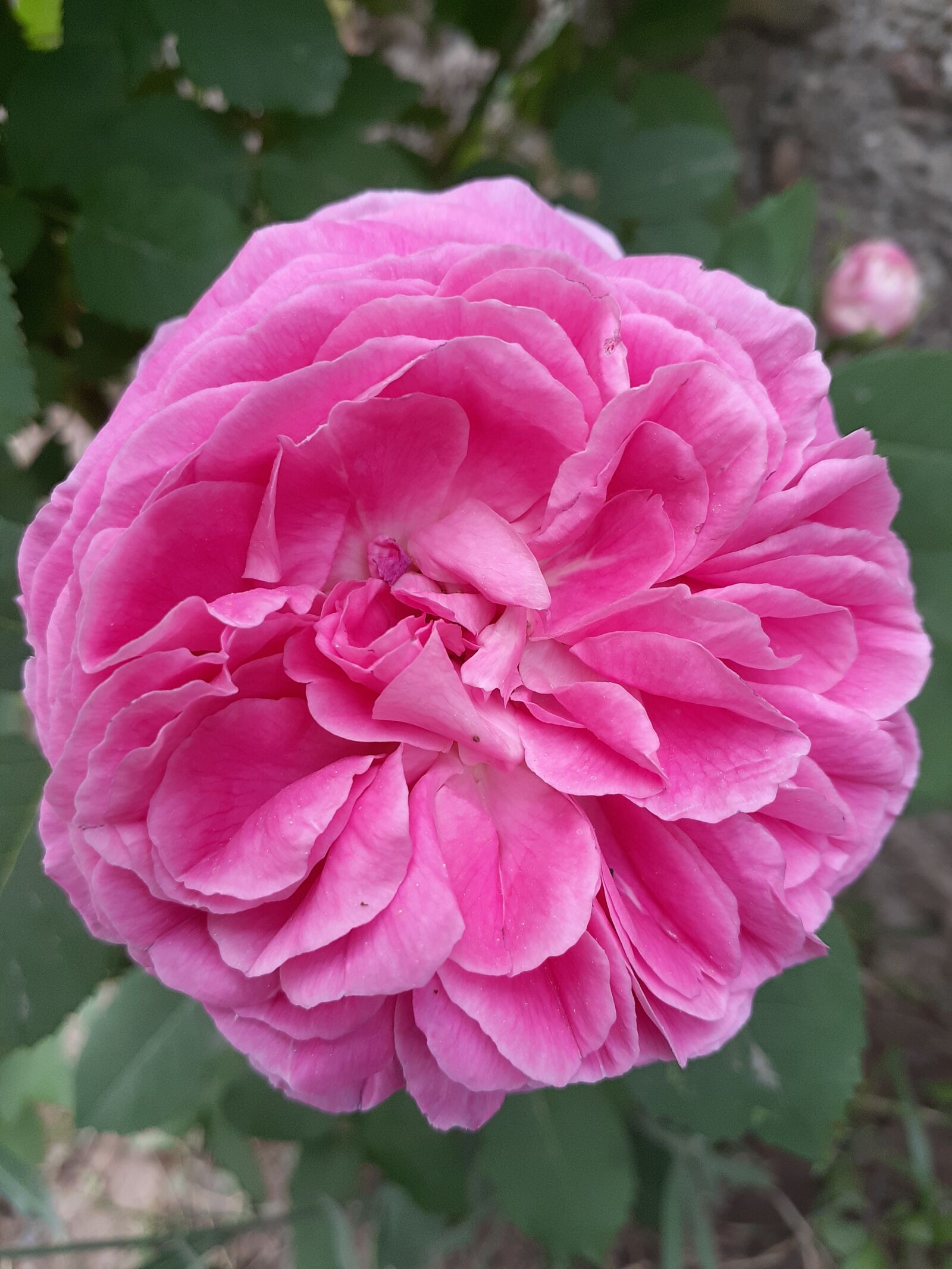 Samsung Galaxy A20 sample photo. Pembe, gül, çorum photography