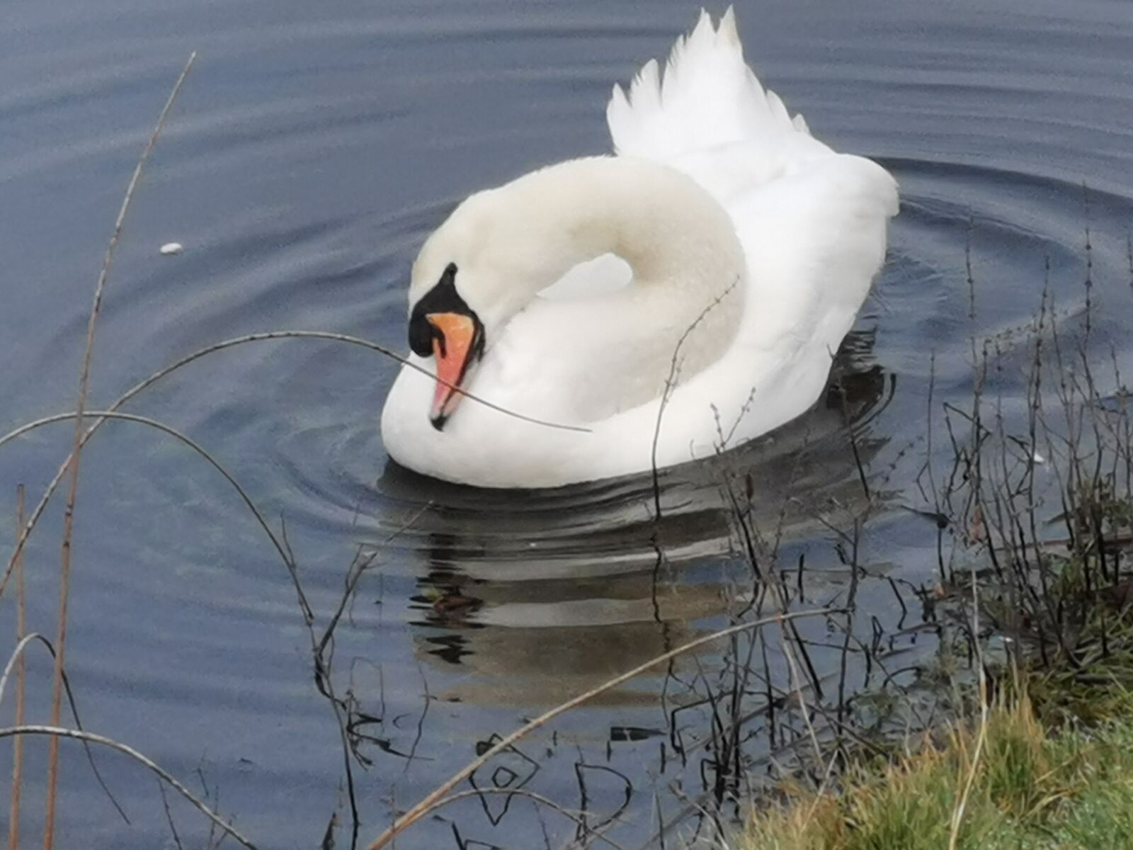 HUAWEI P30 sample photo. Swan, lake, reflected 2 photography