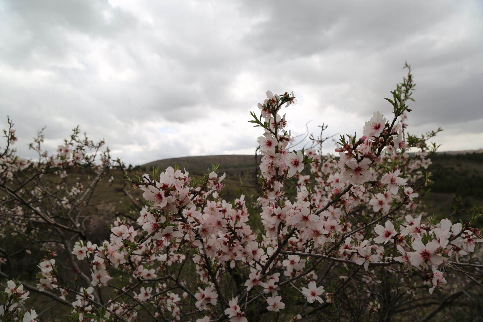 Canon EF 24-105mm F4L IS USM sample photo. Tree, flower, current season photography