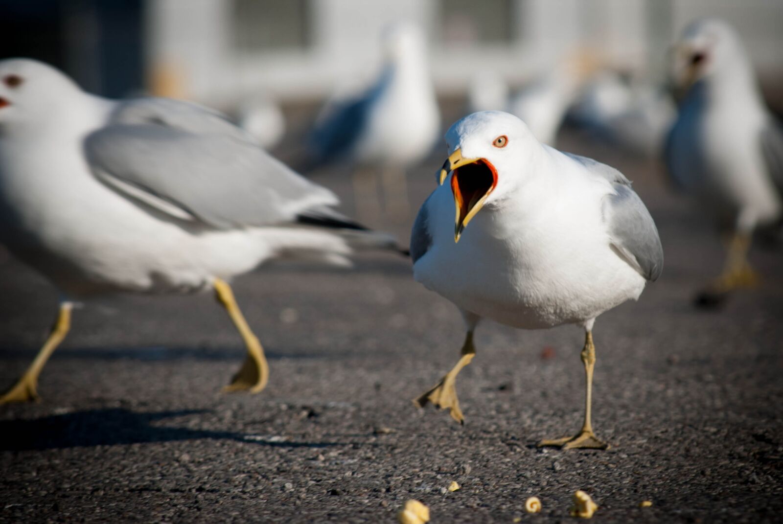 Nikon D60 sample photo. Seagulls, birds, wildlife photography