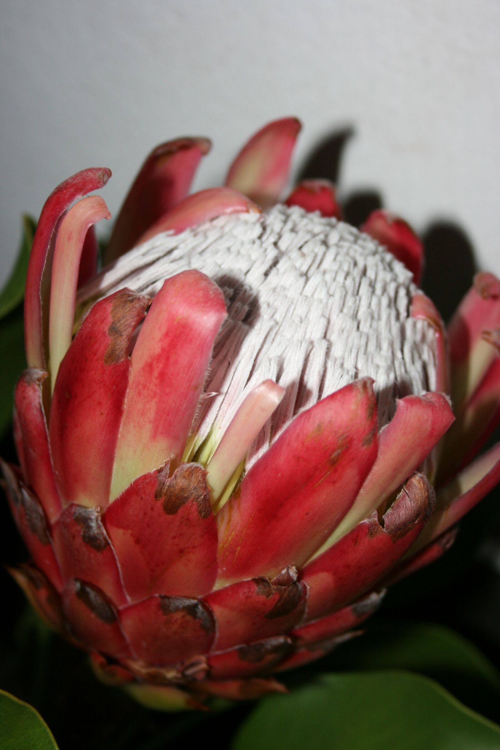 Canon EOS 400D (EOS Digital Rebel XTi / EOS Kiss Digital X) sample photo. Protea, flower, nature photography