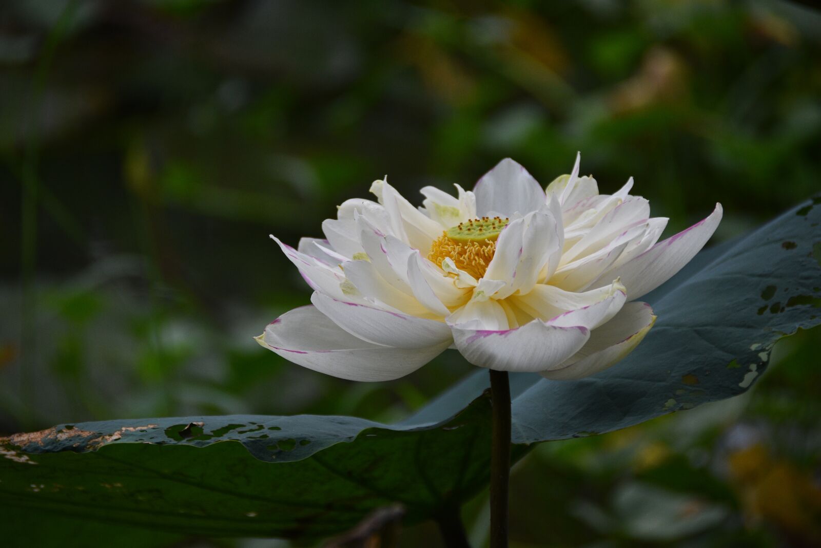 Nikon D7200 sample photo. Lotus, flower, pond photography