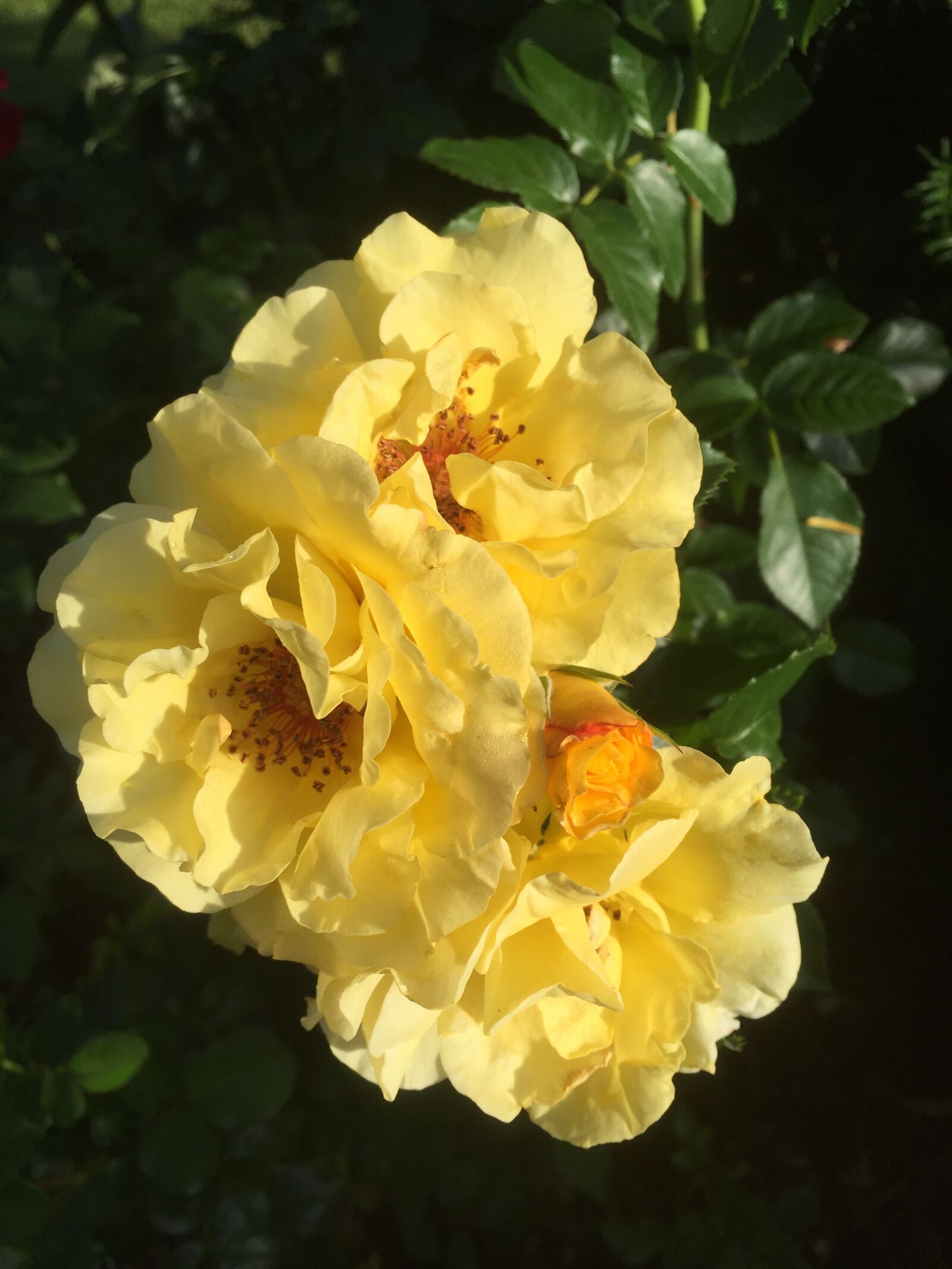 Apple iPhone 6 sample photo. Roses, garden, yellow photography