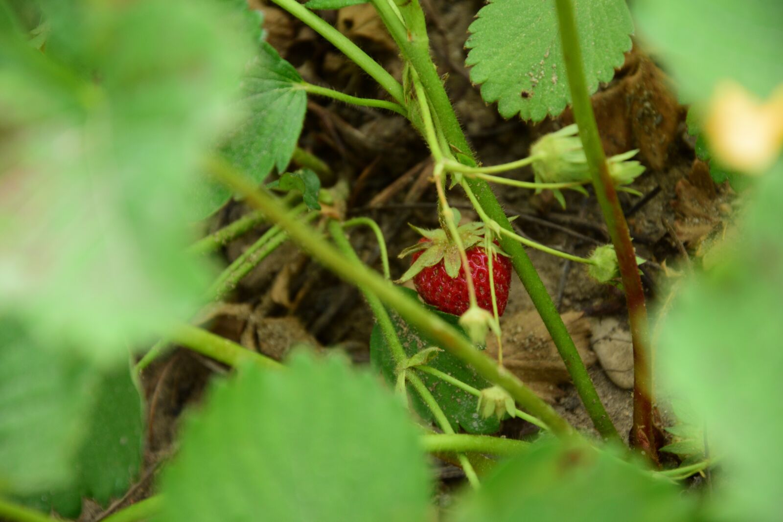 Nikon D3300 sample photo. Strawberry, fruit, green photography