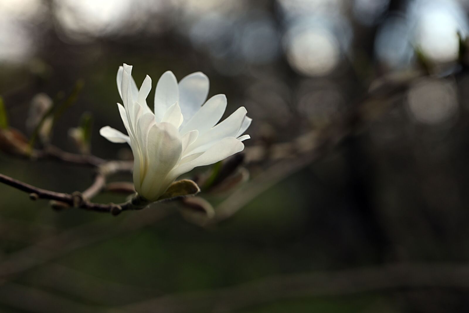 Canon EOS R sample photo. Magnolia, branch, white photography