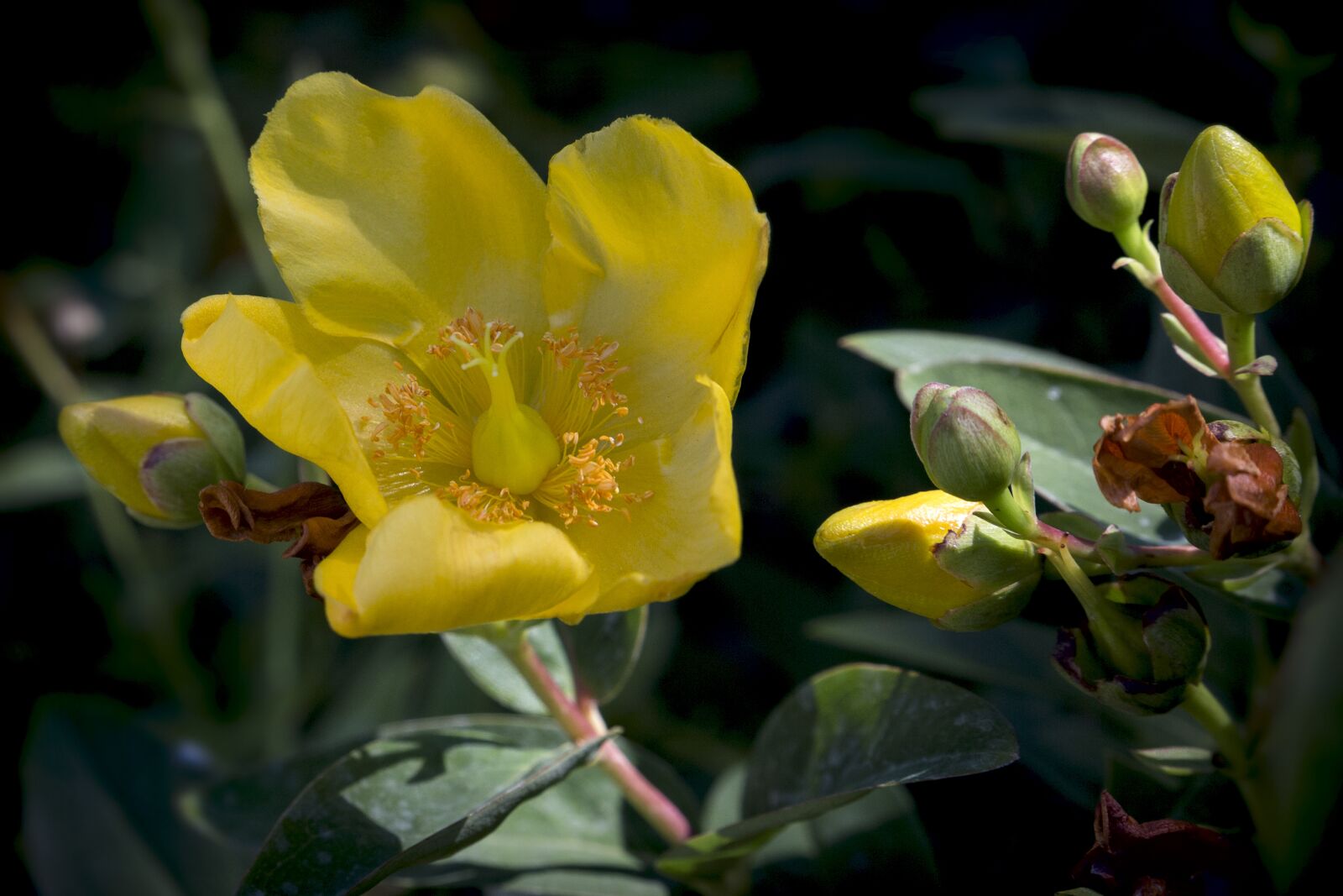 Canon EOS 6D sample photo. Flower, petals, yellow photography
