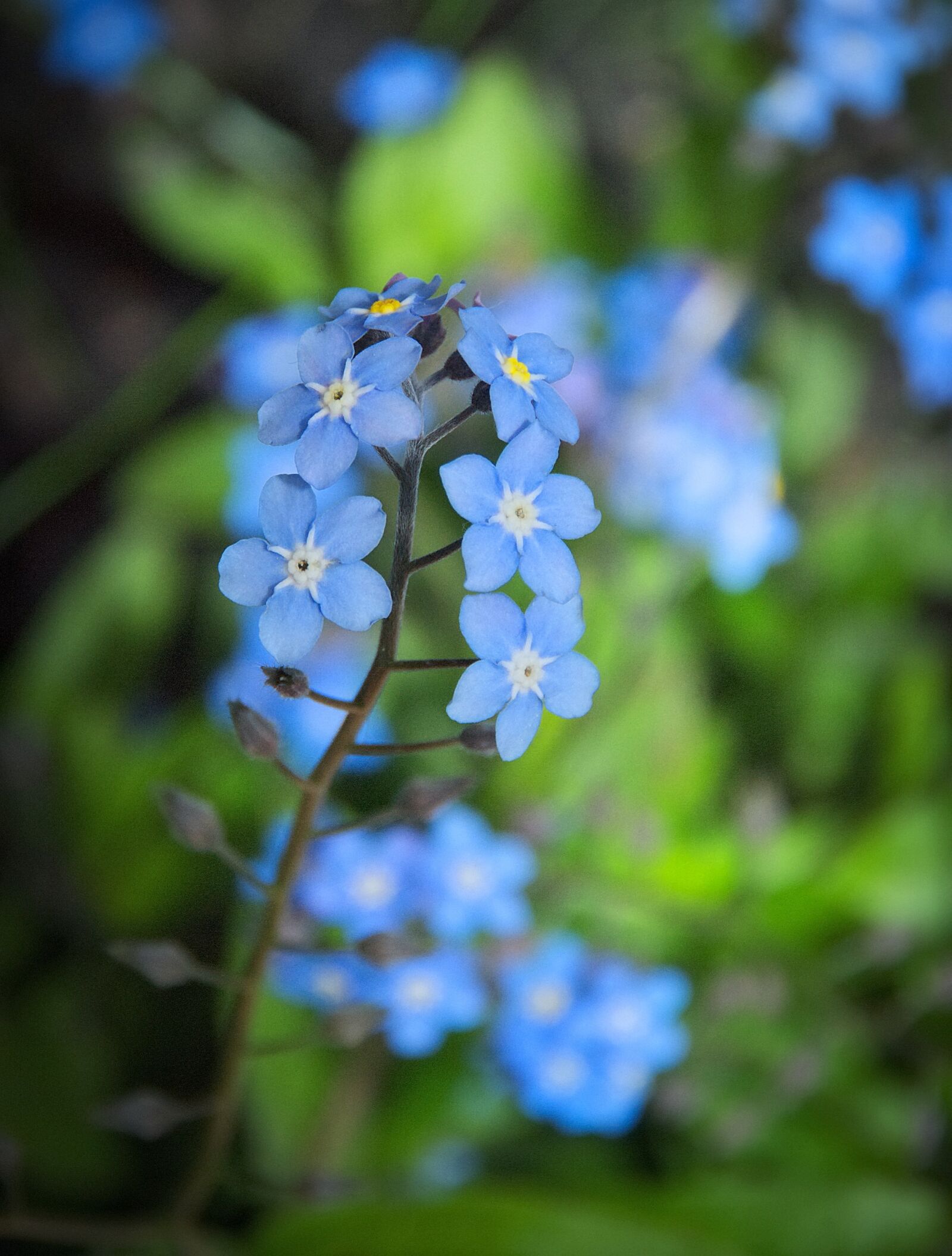 Nikon D80 sample photo. Nots, flowers, spring photography