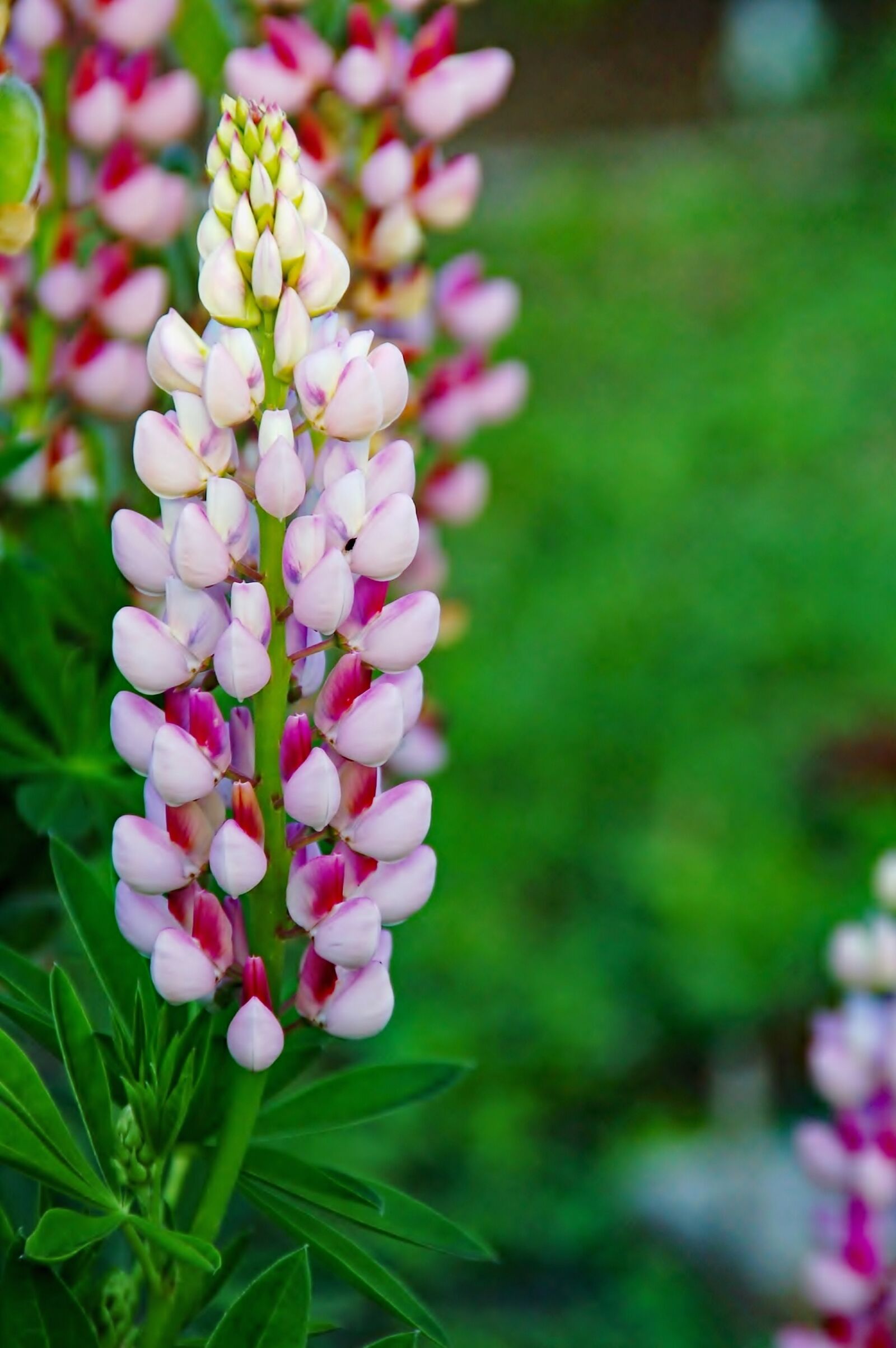 Nikon D50 sample photo. Nature, plant, summer photography