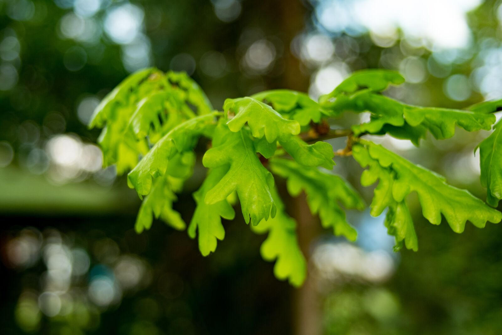 Fujifilm X-T10 sample photo. Oak, foliage, spring photography