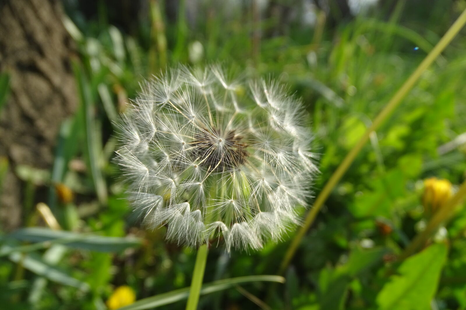 Sony Cyber-shot DSC-HX400V sample photo. Flowers, nature, photography, plant photography