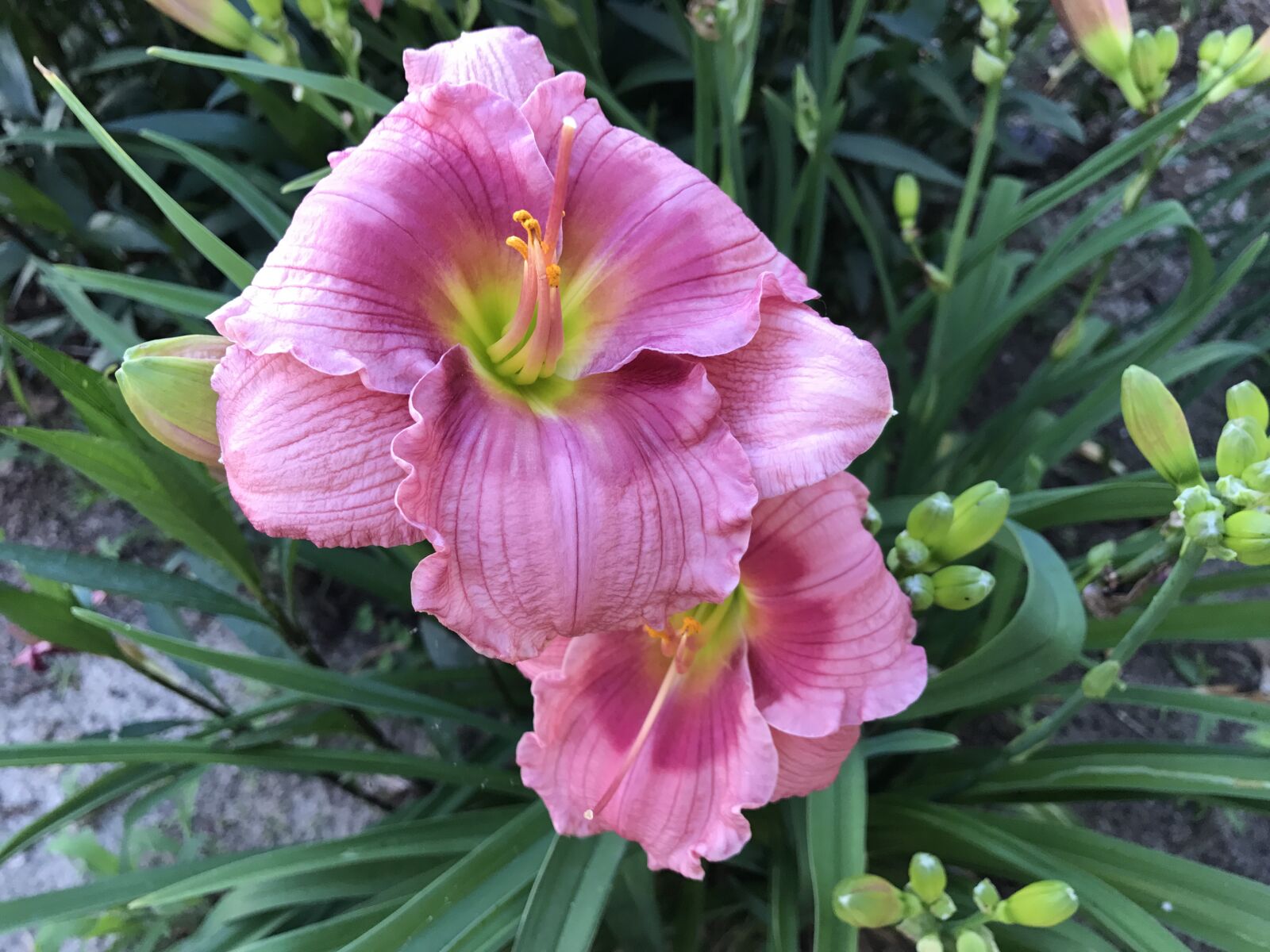 iPhone 7 Plus back dual camera 3.99mm f/1.8 sample photo. Flower, lilly, bloom photography