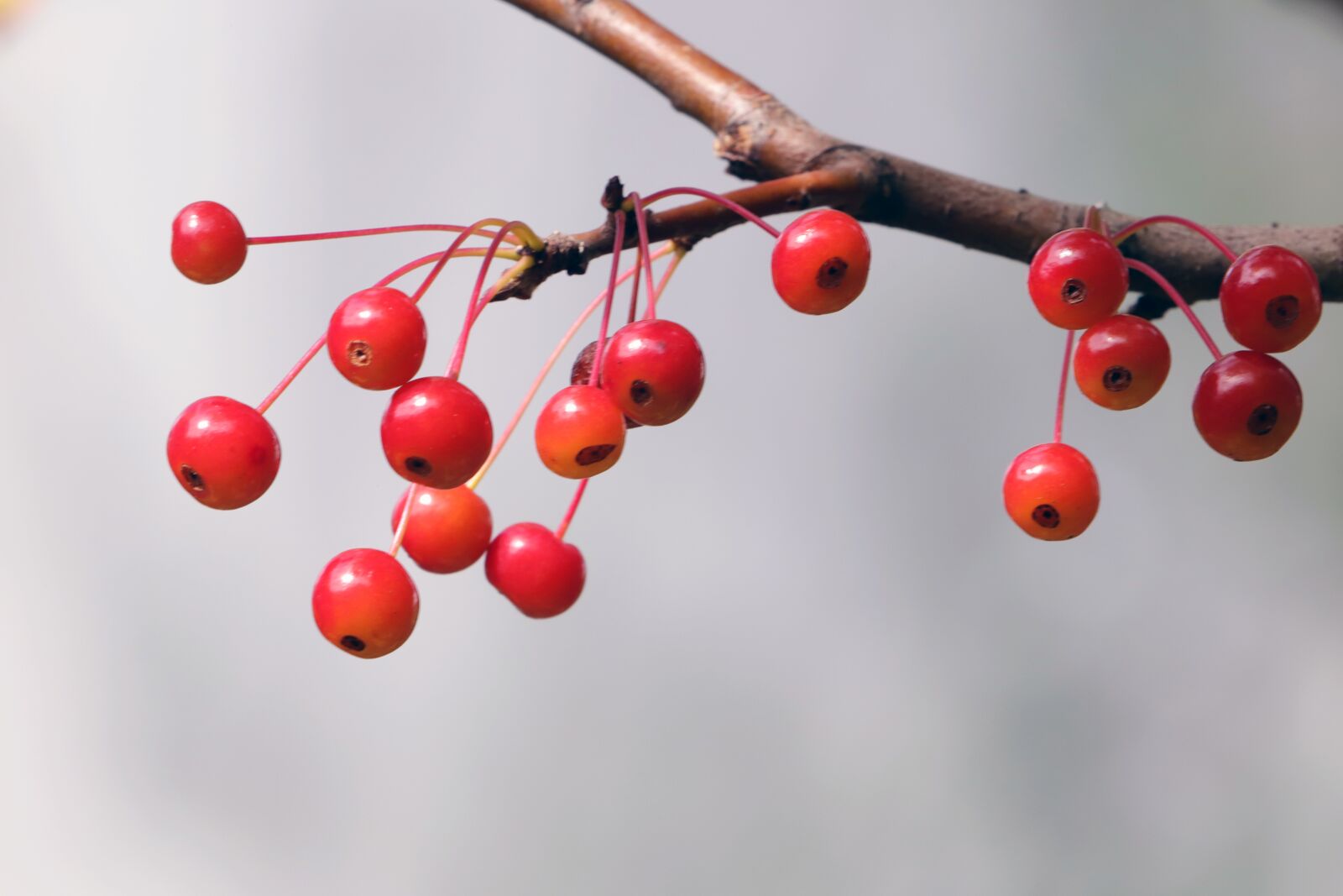 Canon EF 70-200mm F2.8L USM sample photo. Fruit, red, nature photography