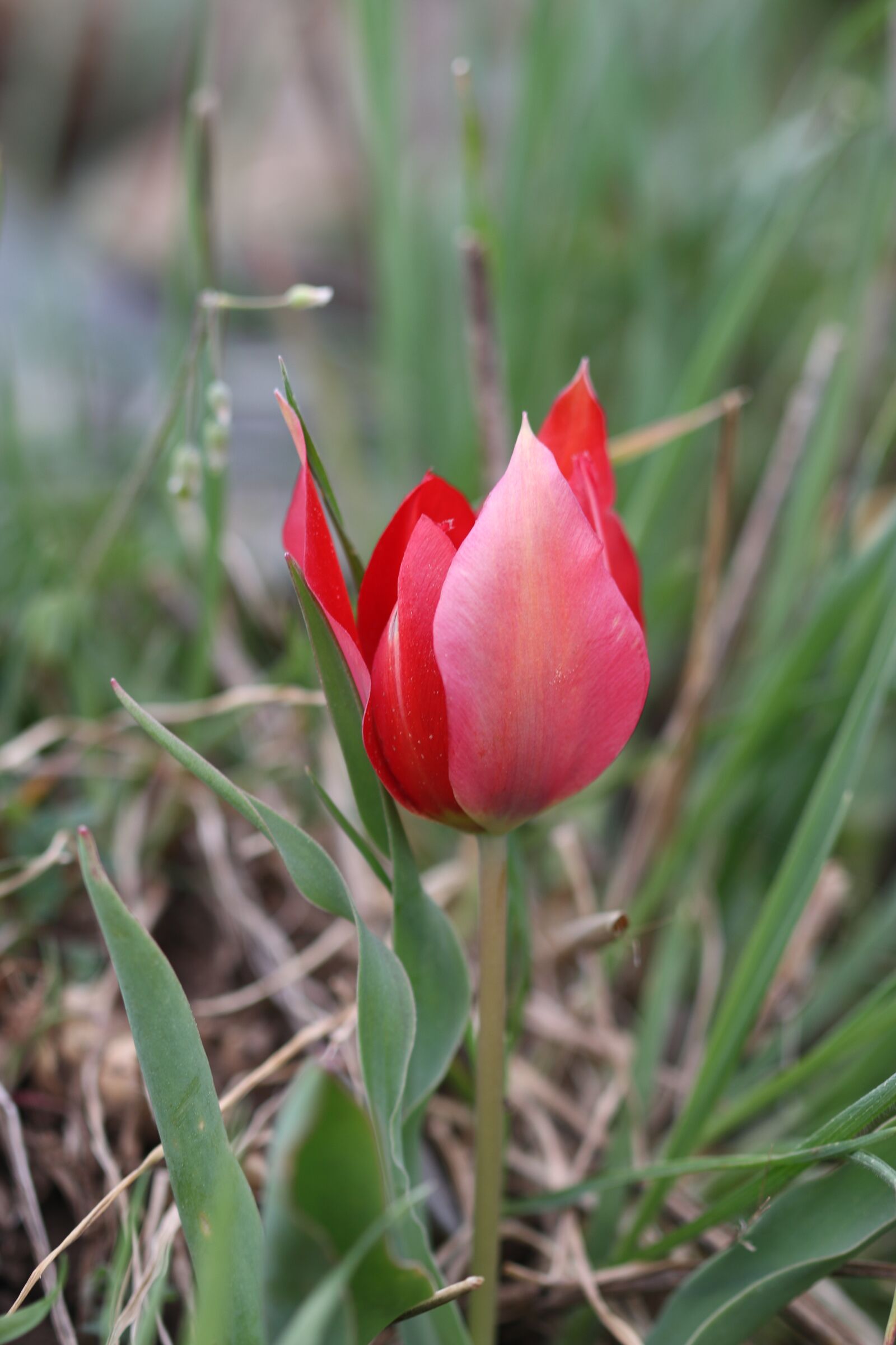 Canon EOS 70D + Canon EF 100mm F2.8 Macro USM sample photo. Tulips, green, red photography