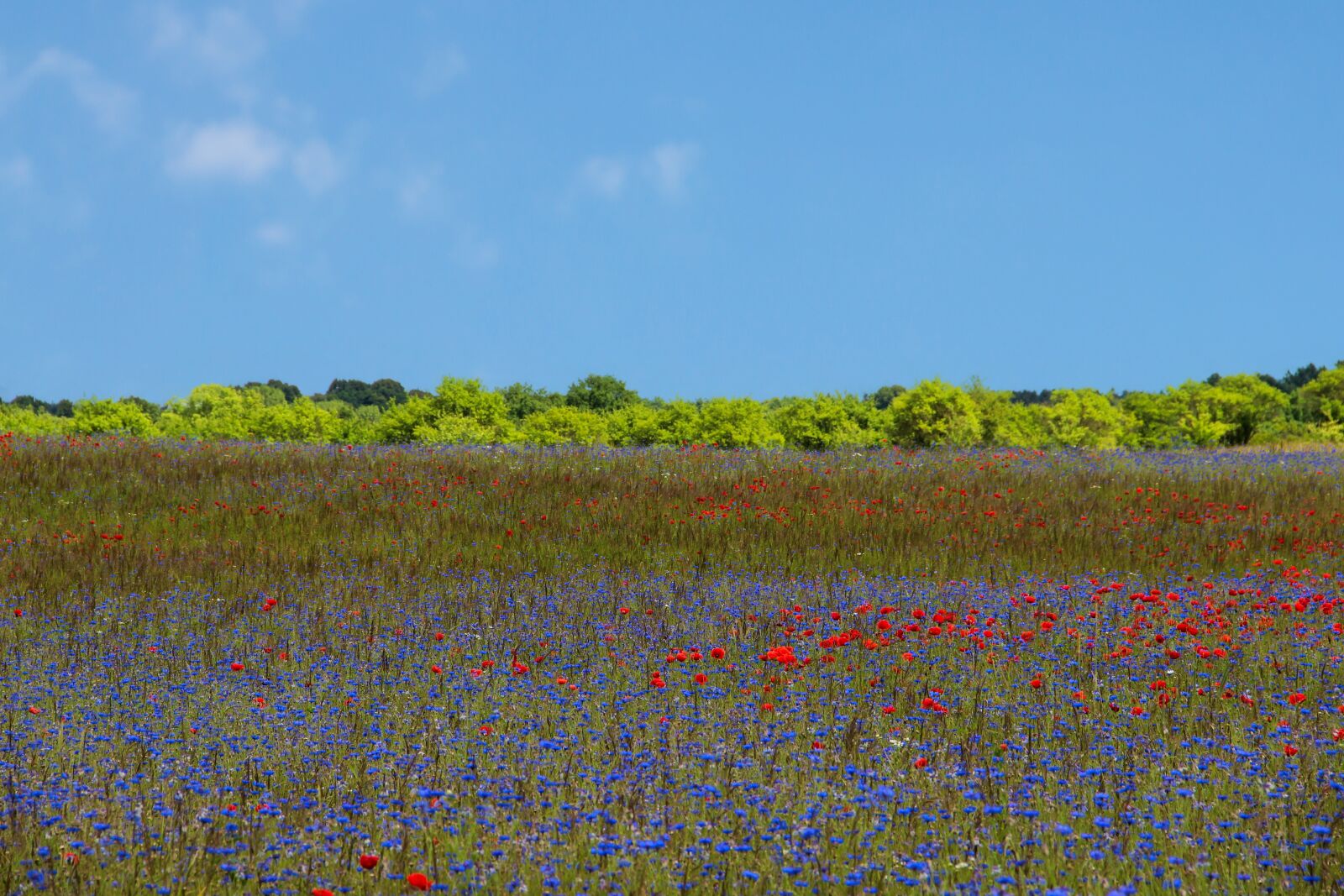 Canon EF-S 18-135mm F3.5-5.6 IS sample photo. Cornflowers, poppies, meadow photography