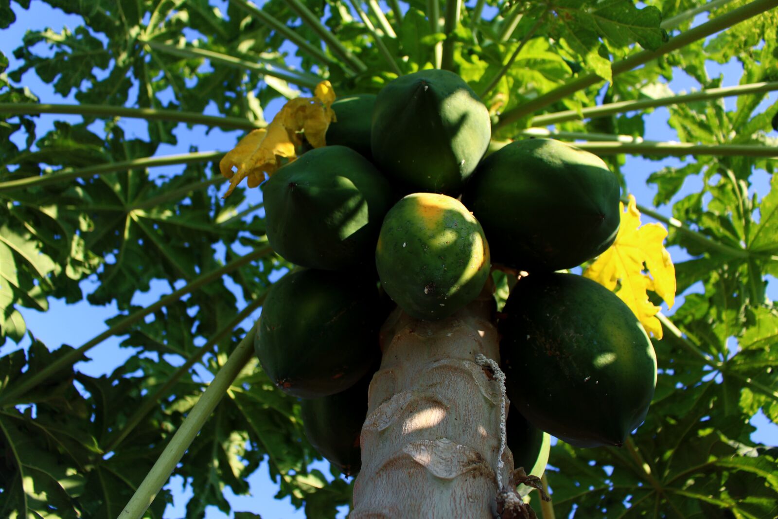 Canon EOS 700D (EOS Rebel T5i / EOS Kiss X7i) sample photo. Papaya, tree, fruit photography