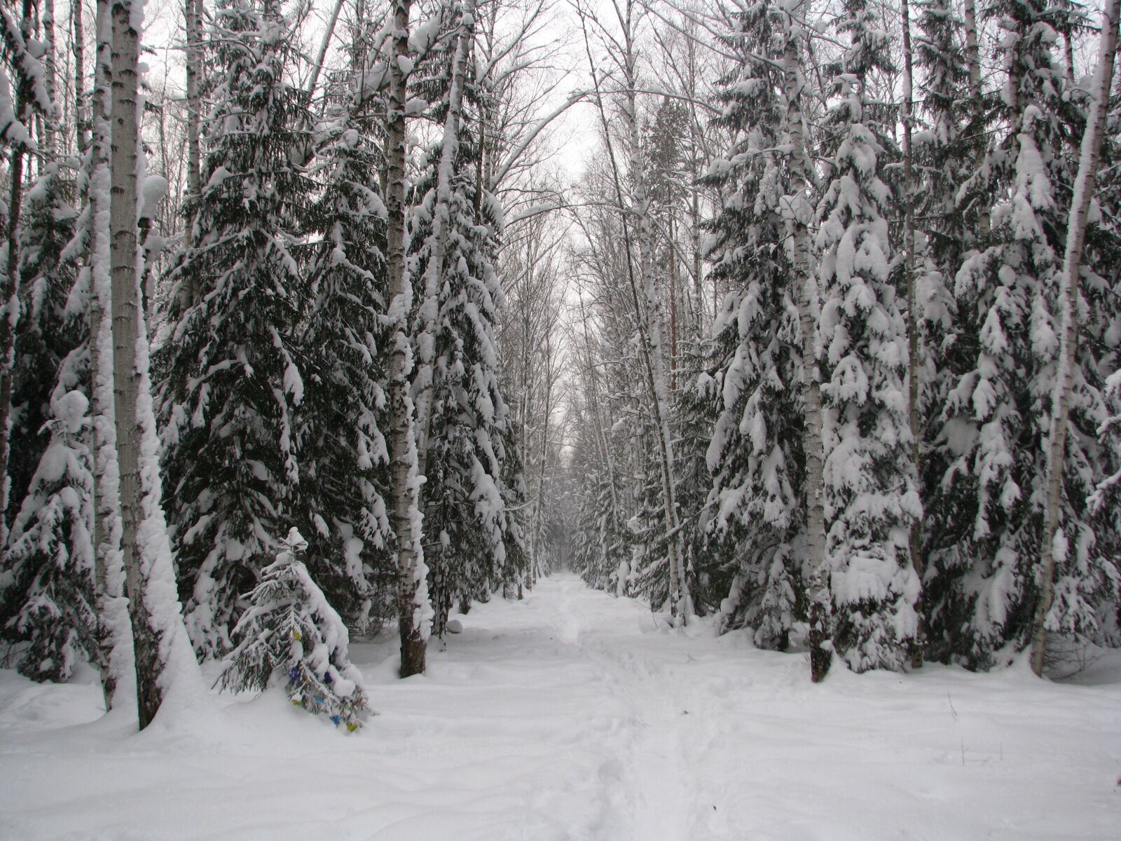 Canon POWERSHOT S5 IS sample photo. Winter, forest, trail photography